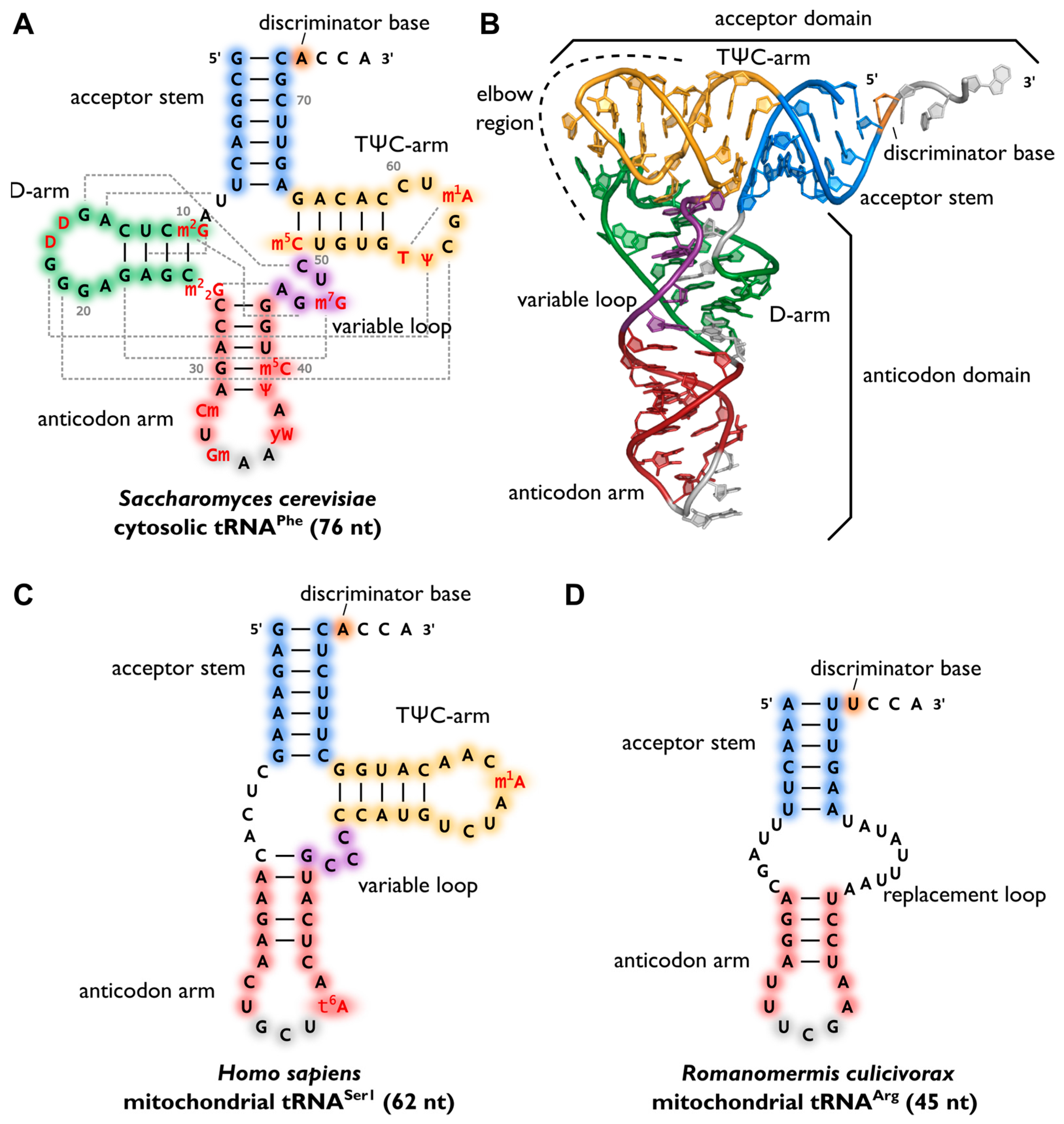 Biomolecules Free Full Text Trna Modifications Impact On Structure And Thermal Adaptation Html