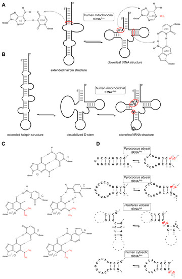 Biomolecules Topical Collection RNA Modifications