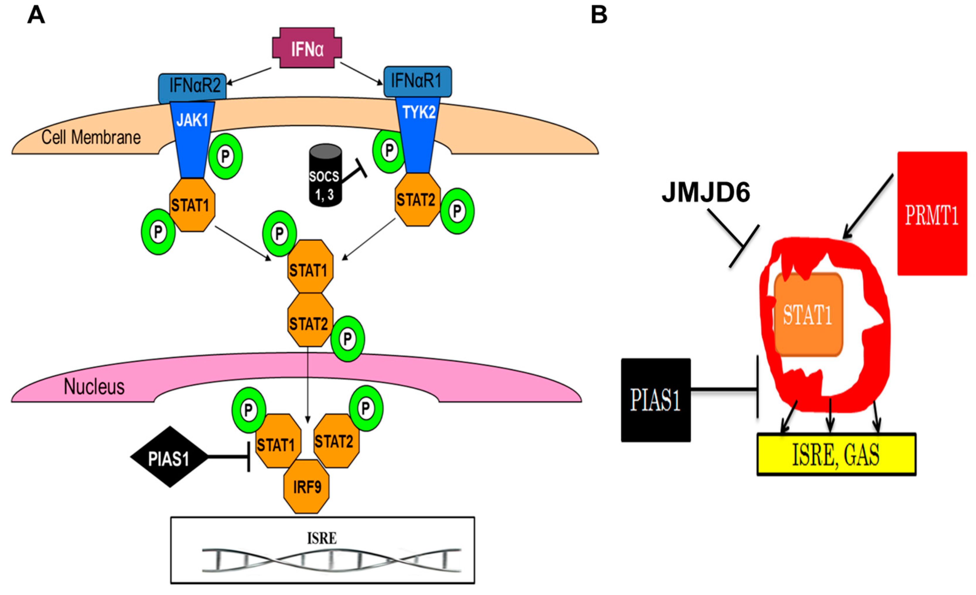 Biomolecules 07 00041 g002 550