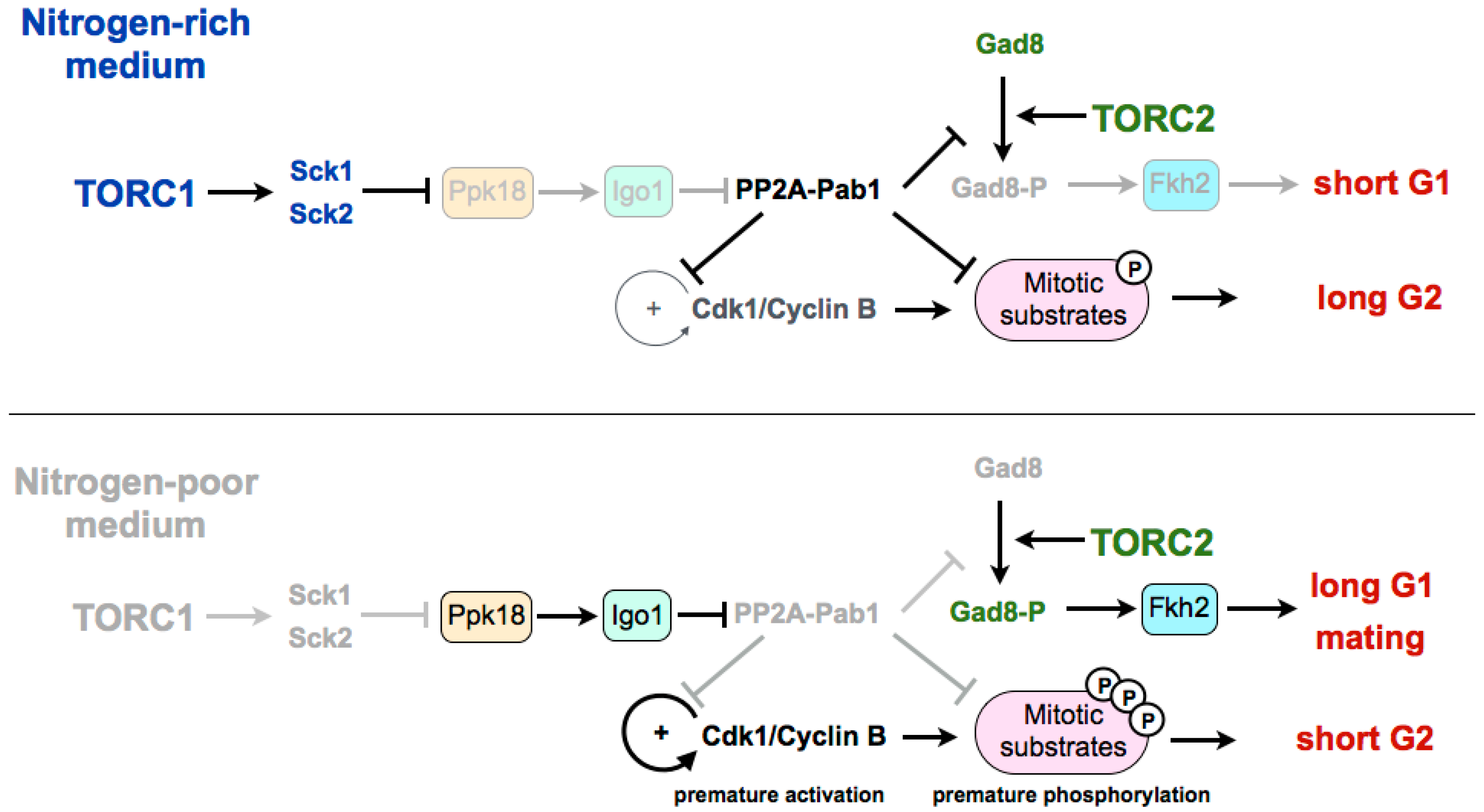Biomolecules 07 00059 g001