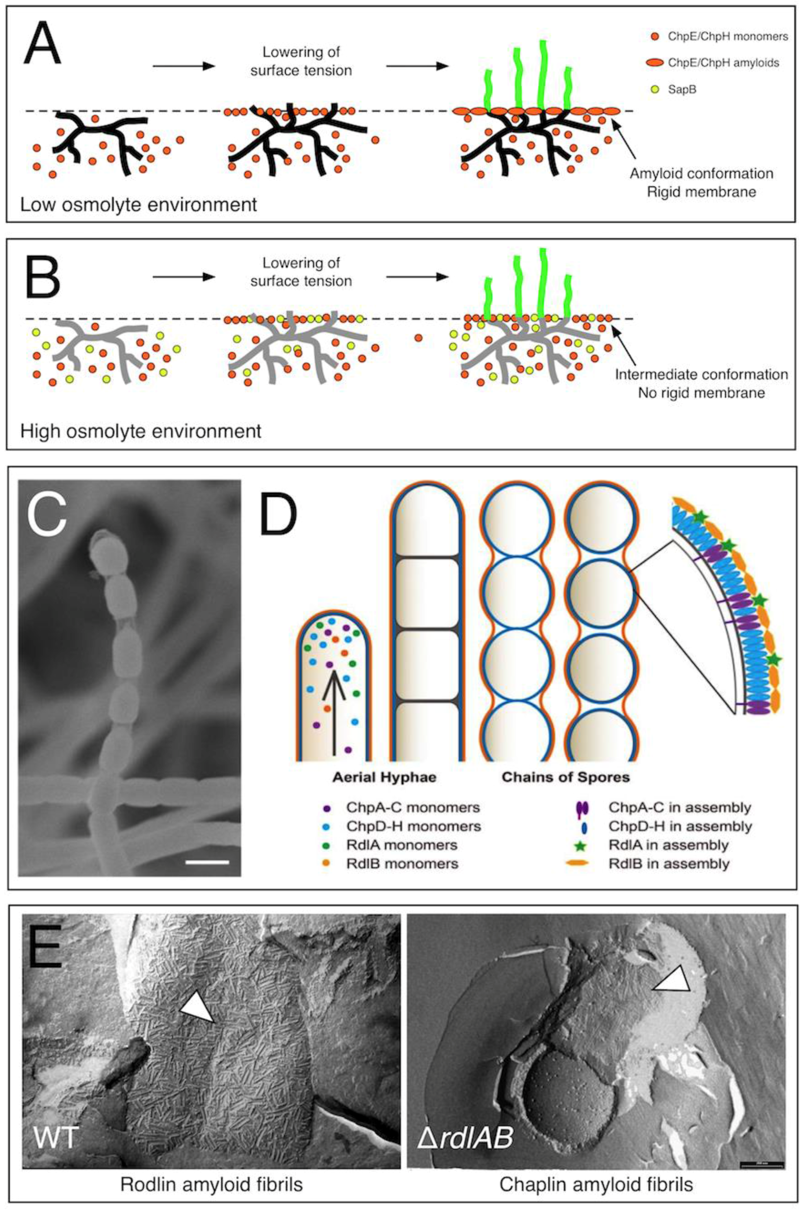 Biomolecules 07 00060 g001