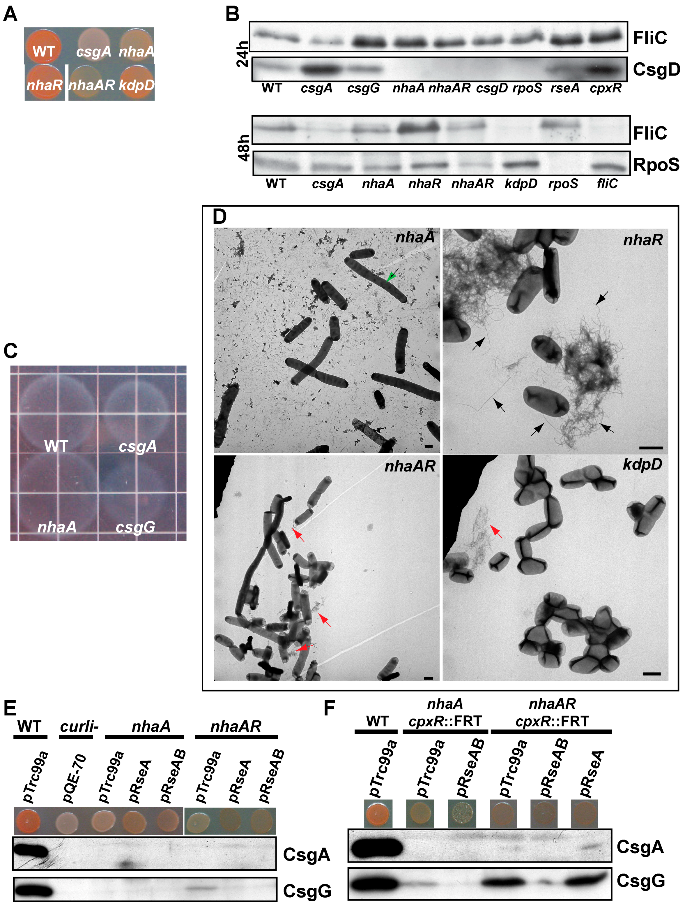 Biomolecules 07 00075 g005 Biomolecules 07 00075 g005