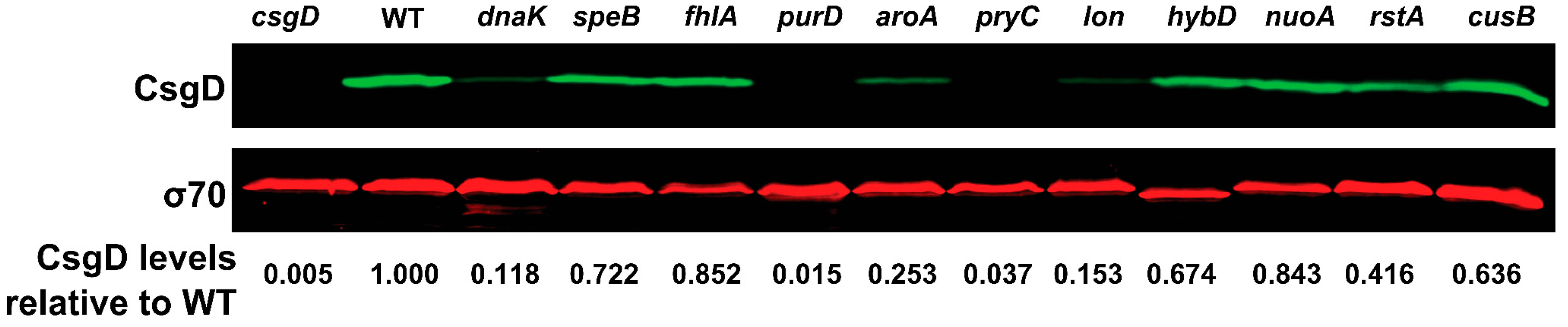 Biomolecules 07 00075 g007 Biomolecules 07 00075 g007