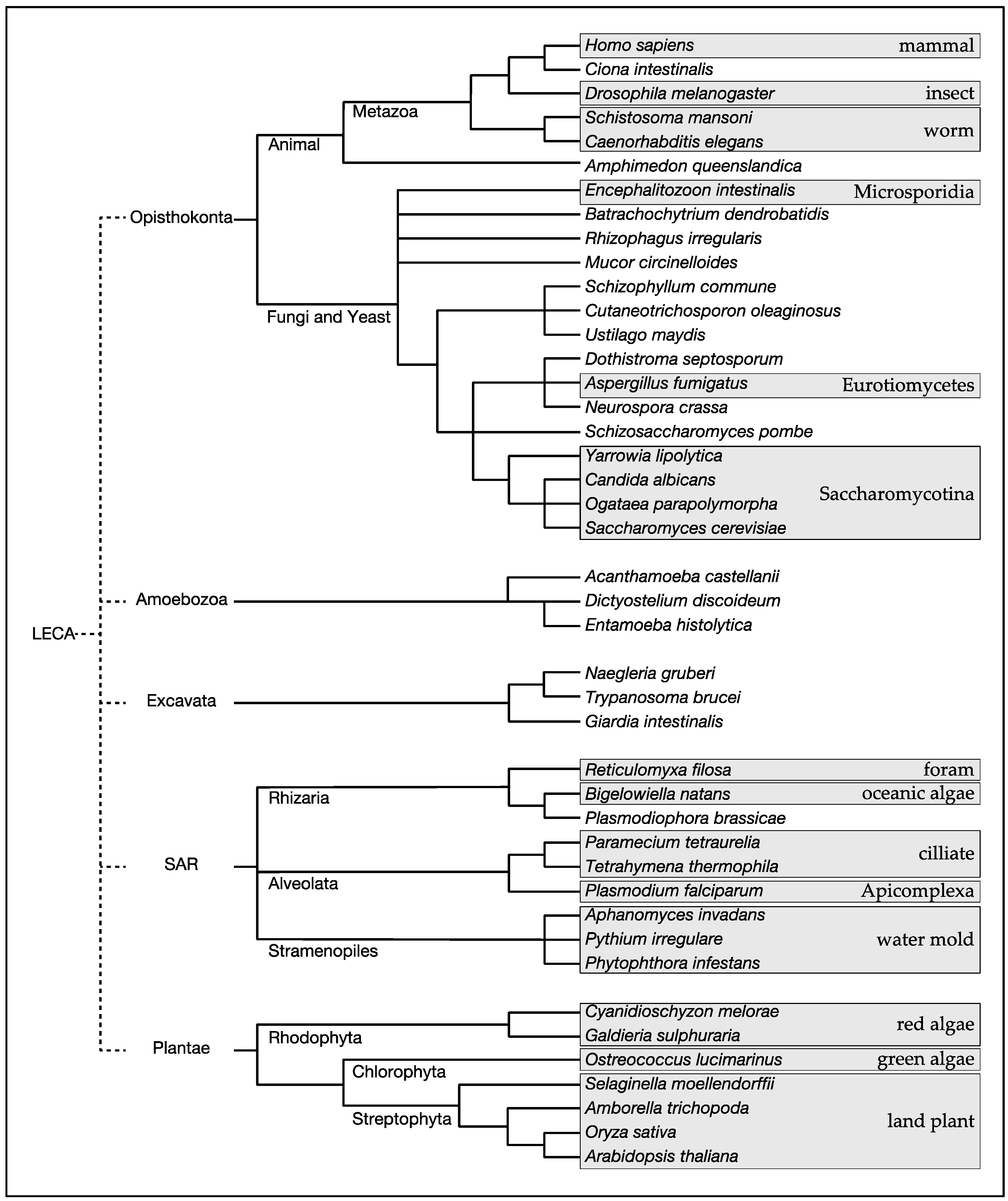 Biomolecules 07 00077 g001 Biomolecules 07 00077 g001