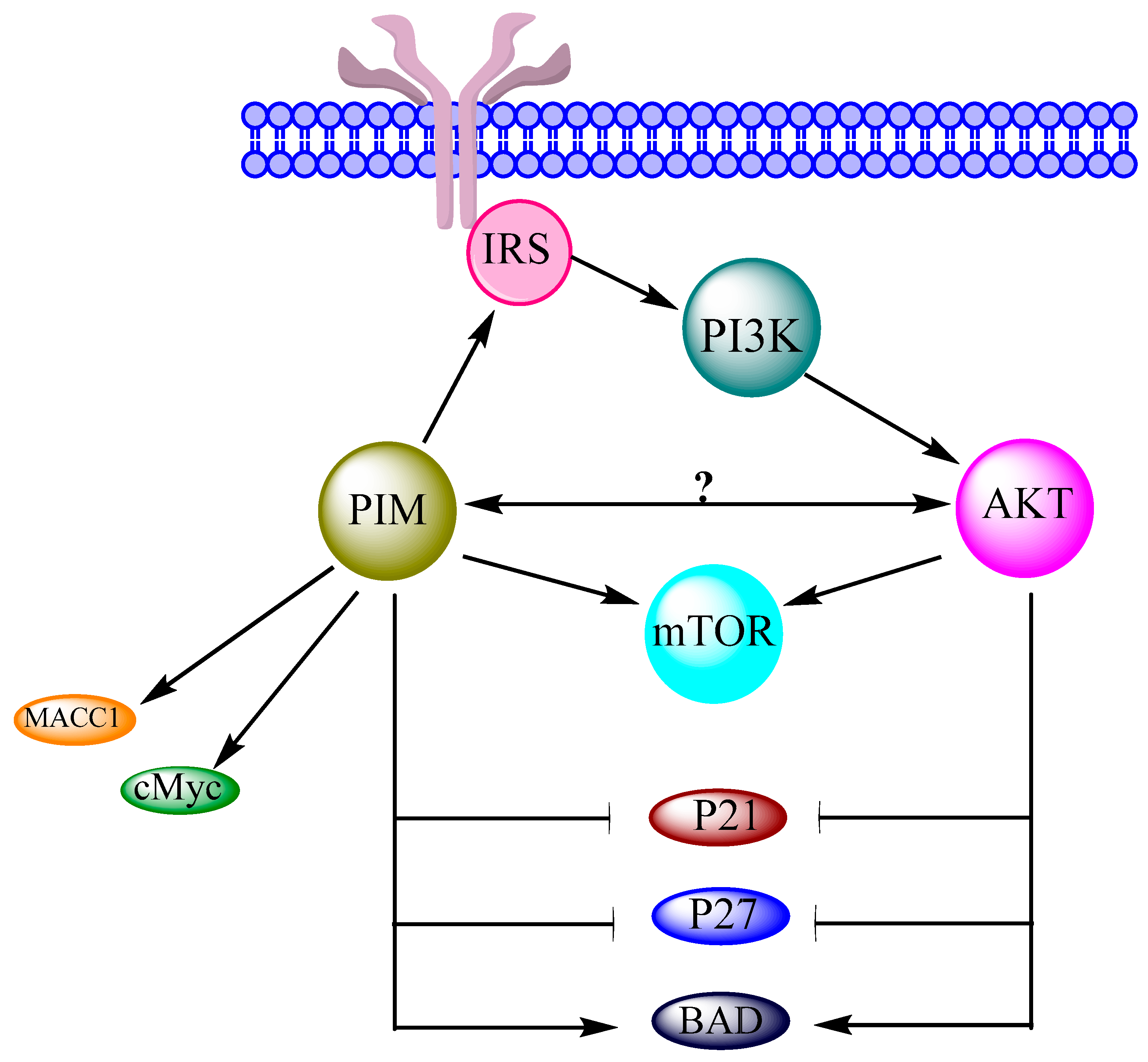 PIM Kinases and Their Relevance to the PI3K/AKT/mTOR Pathway