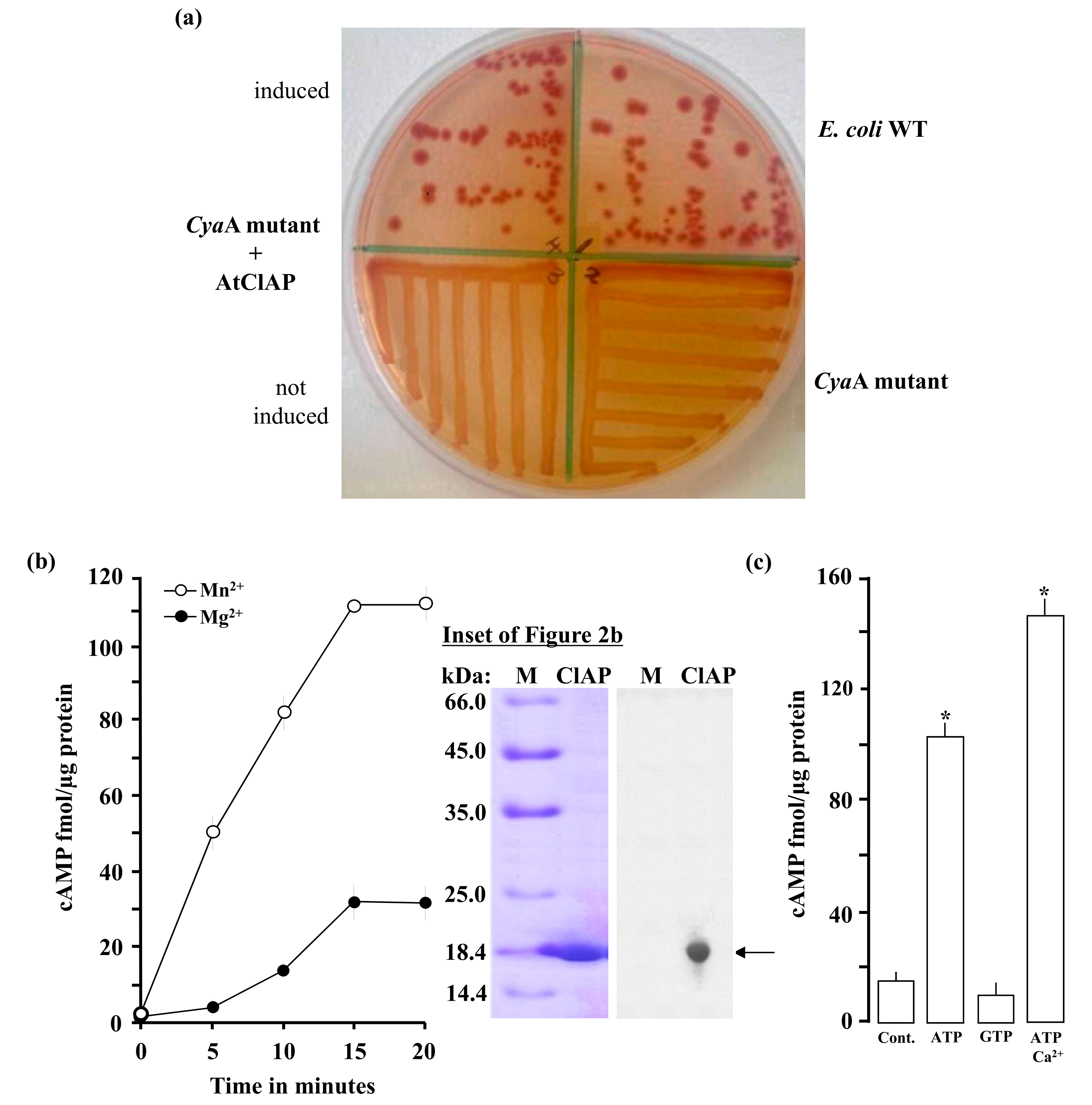 Biomolecules 08 00015 g002
