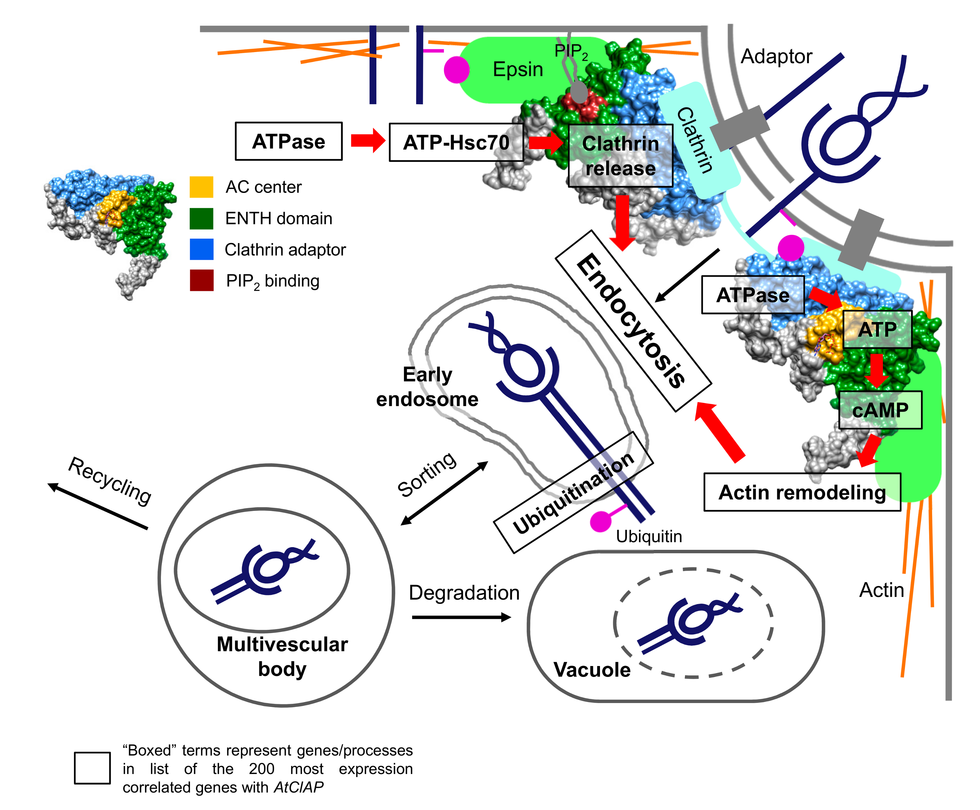 Biomolecules 08 00015 g005