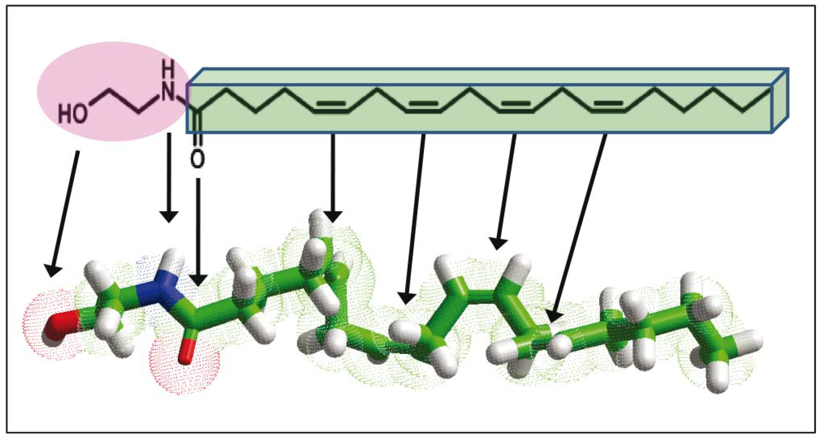 Anandamida (ANA) ou N-araquidonoyletanolamina (AEA) é um neurotransmis