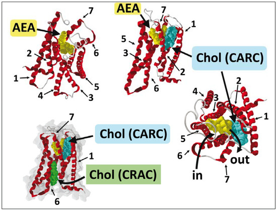 Anandamide Revisited: How Cholesterol and Ceramides Control