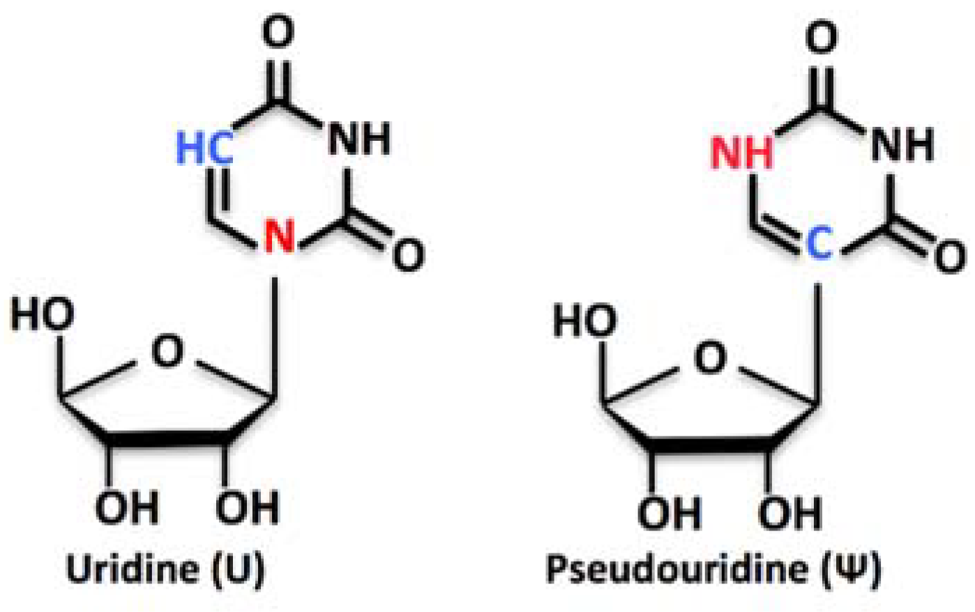 Biomolecules | Free Full-Text | Turning Uridines around: Role of rRNA  Pseudouridylation in Ribosome Biogenesis and Ribosomal Function