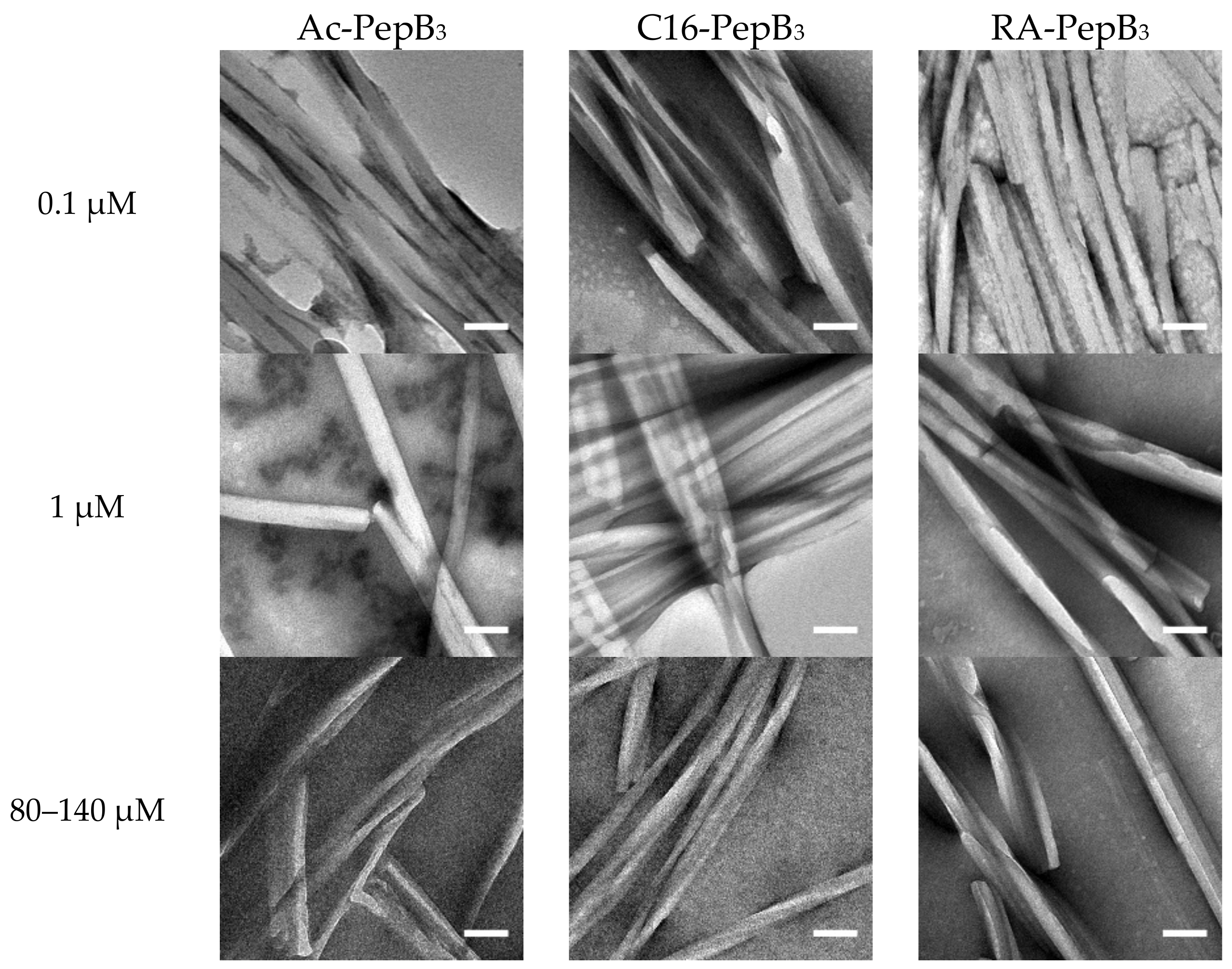 Biomolecules 08 00048 g003 Biomolecules 08 00048 g003