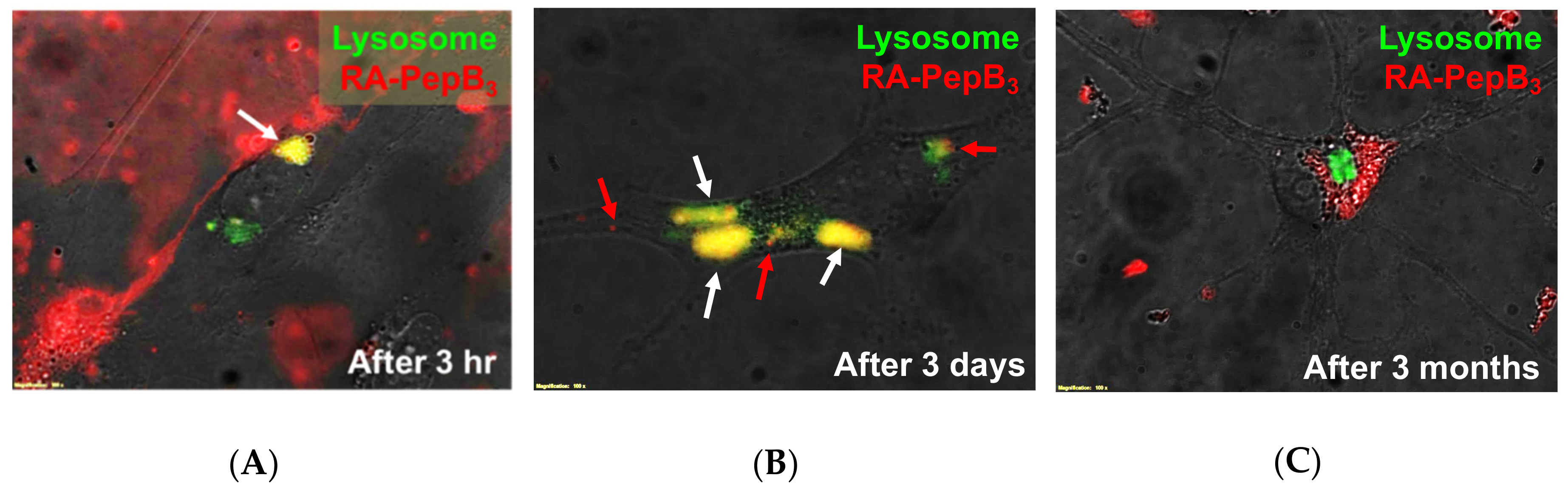 Biomolecules 08 00048 g008 Biomolecules 08 00048 g008