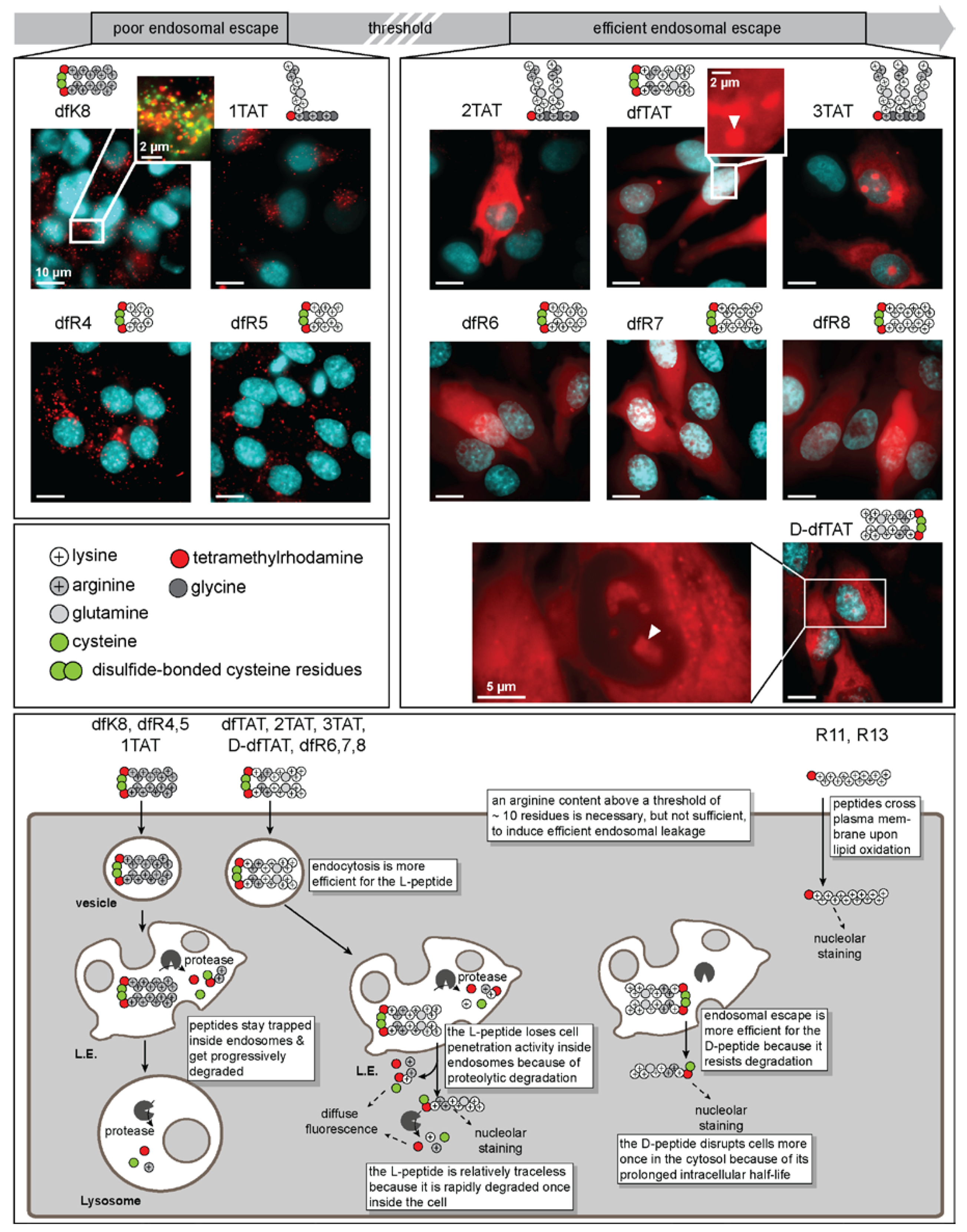 Biomolecules 08 00050 g003 Biomolecules 08 00050 g003