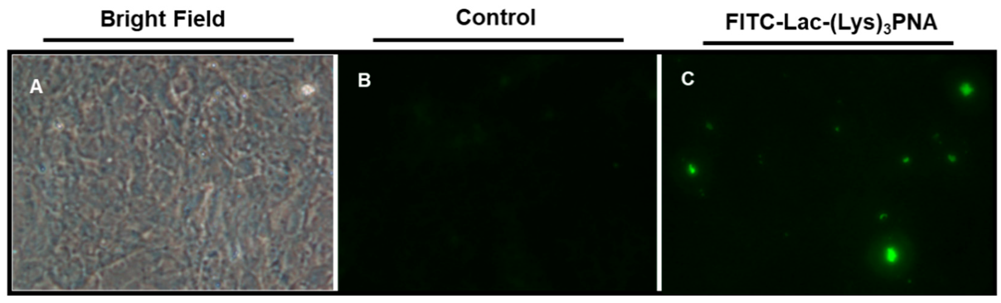 Biomolecules 08 00055 g001