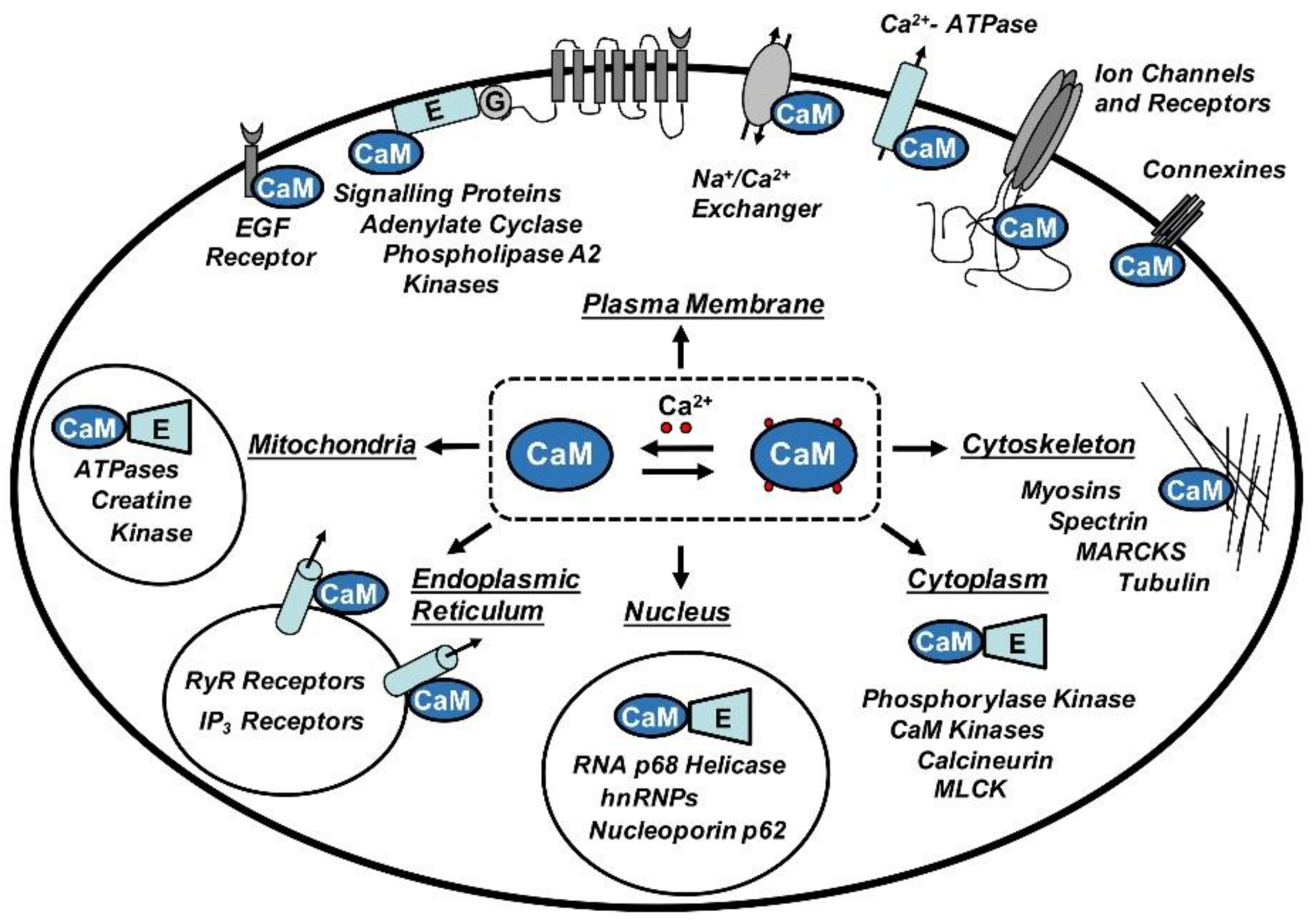 Biomolecules 08 00057 g001