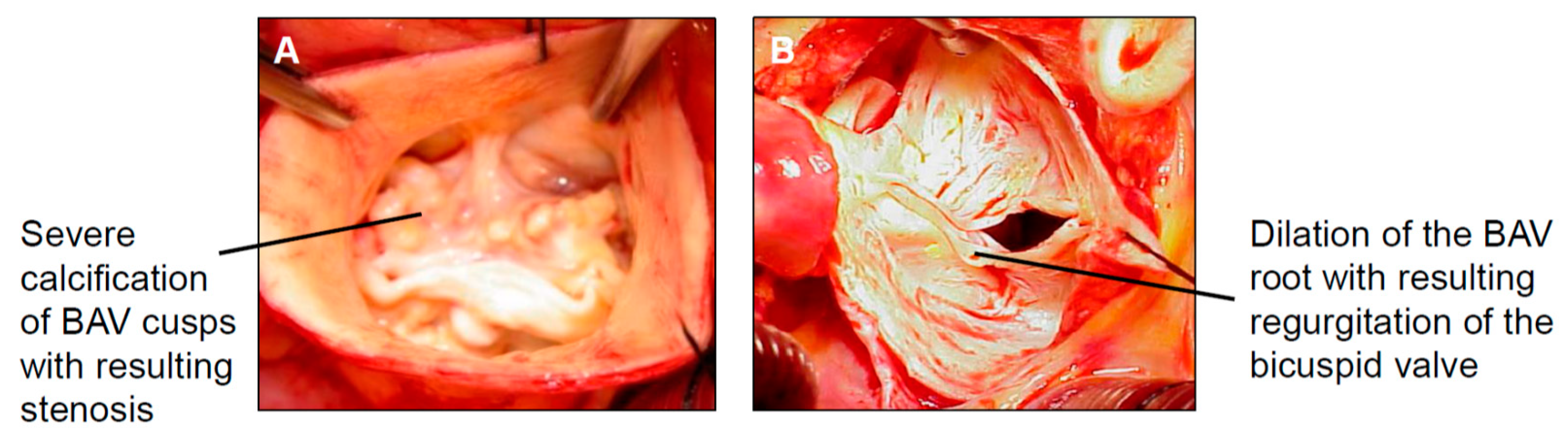 Biomolecules 08 00058 g002 Biomolecules 08 00058 g002