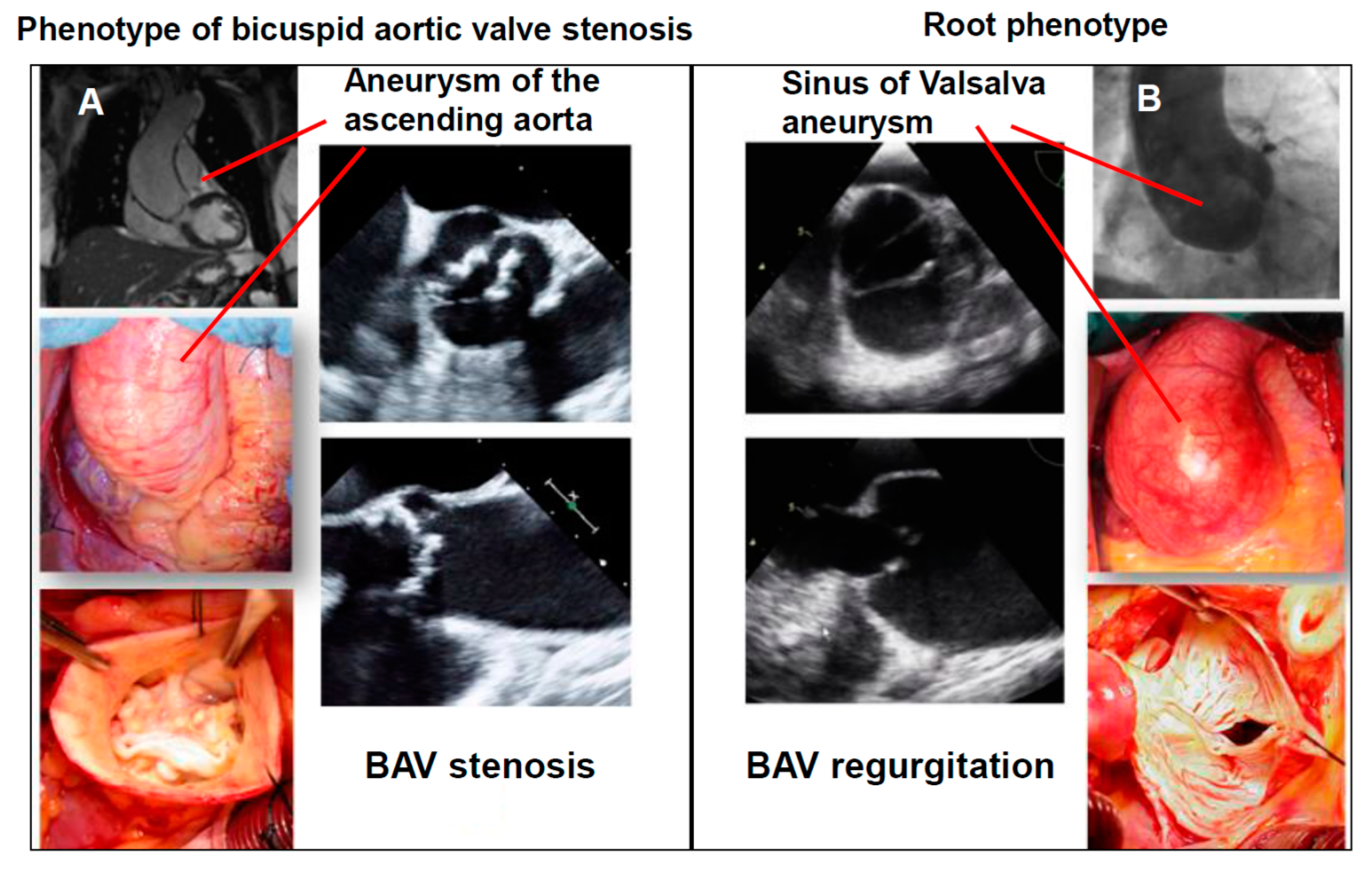 Biomolecules 08 00058 g004 Biomolecules 08 00058 g004