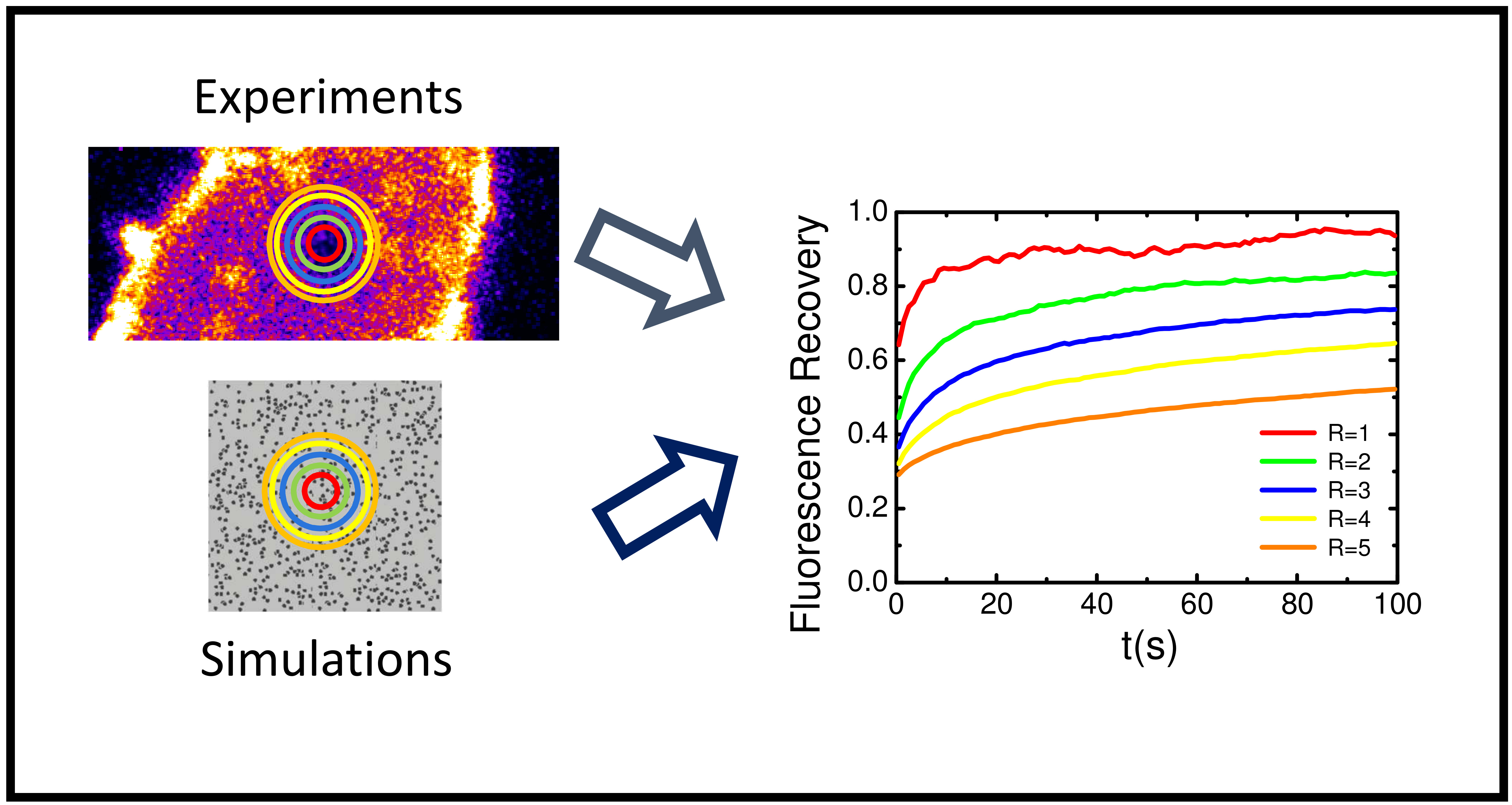 Biomolecules Free FullText Numerical Simulation and FRAP