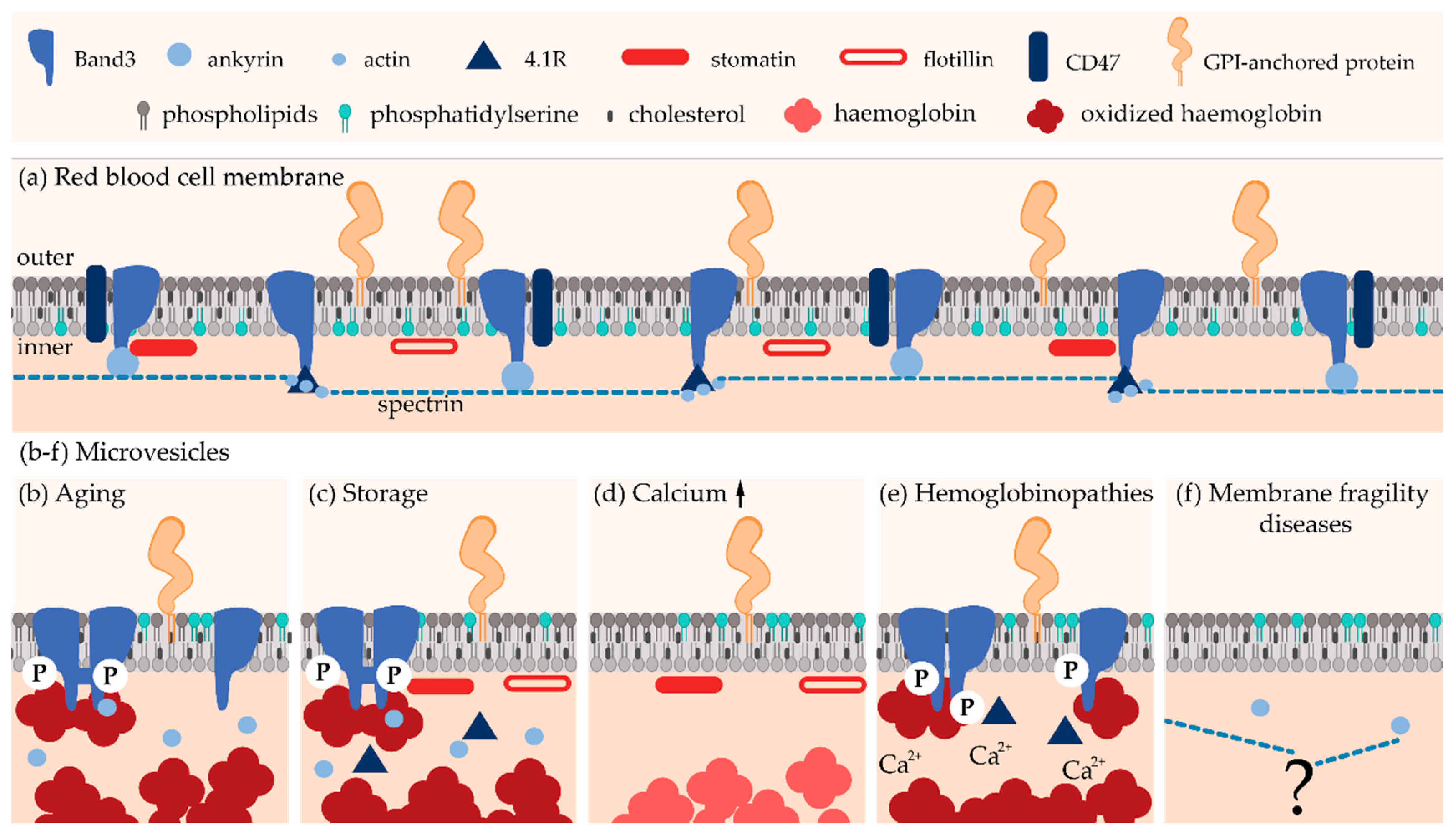 Biomolecules 08 00094 g003 Biomolecules 08 00094 g003