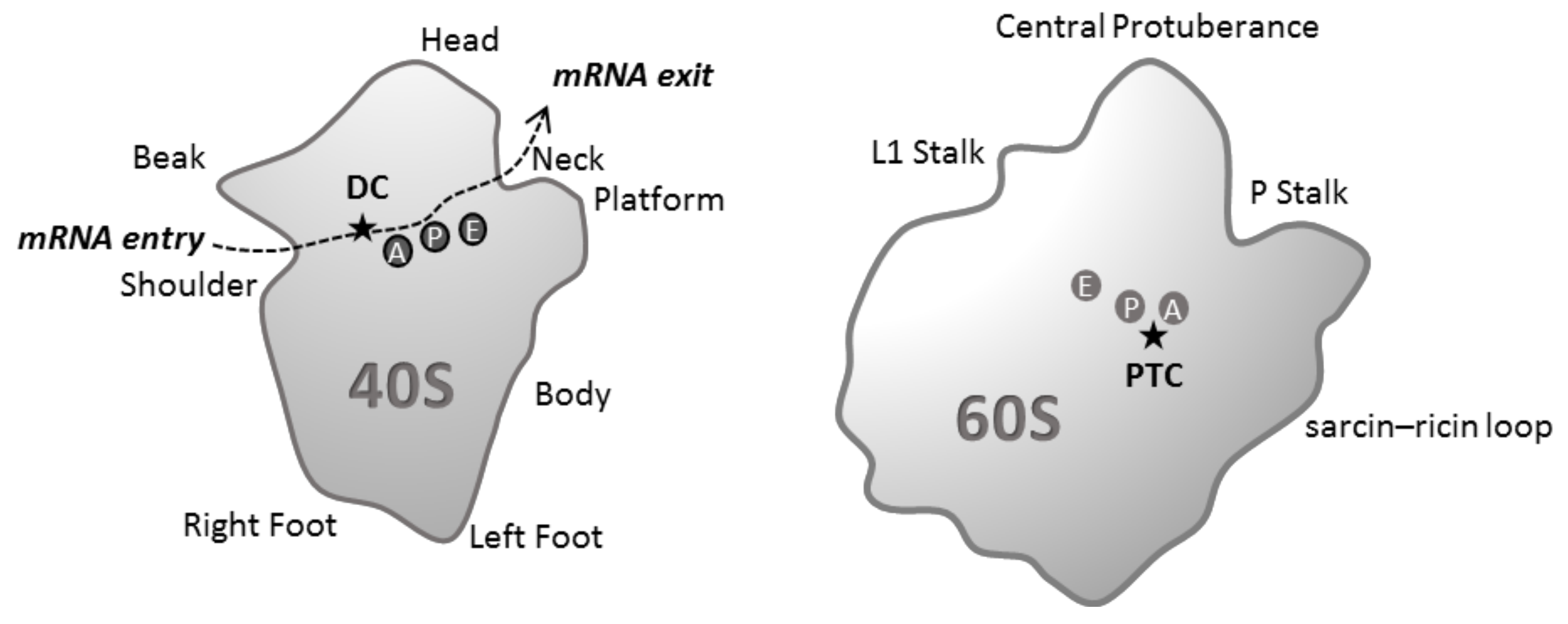 RNA アールエヌエー Frontiers | R-loop Mediated DNA Damage and Impaired DNA