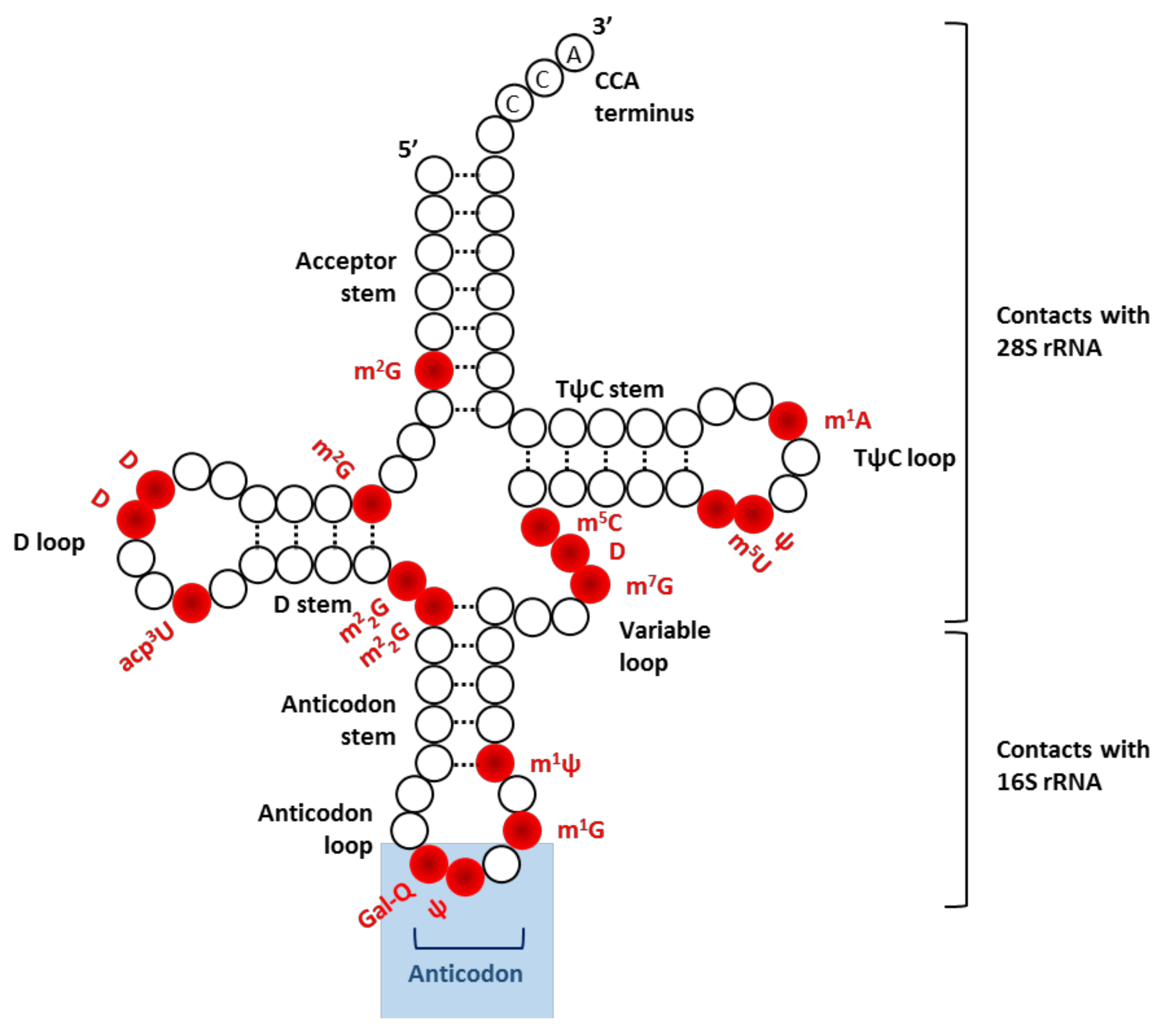 Biomolecules 08 00100 g002