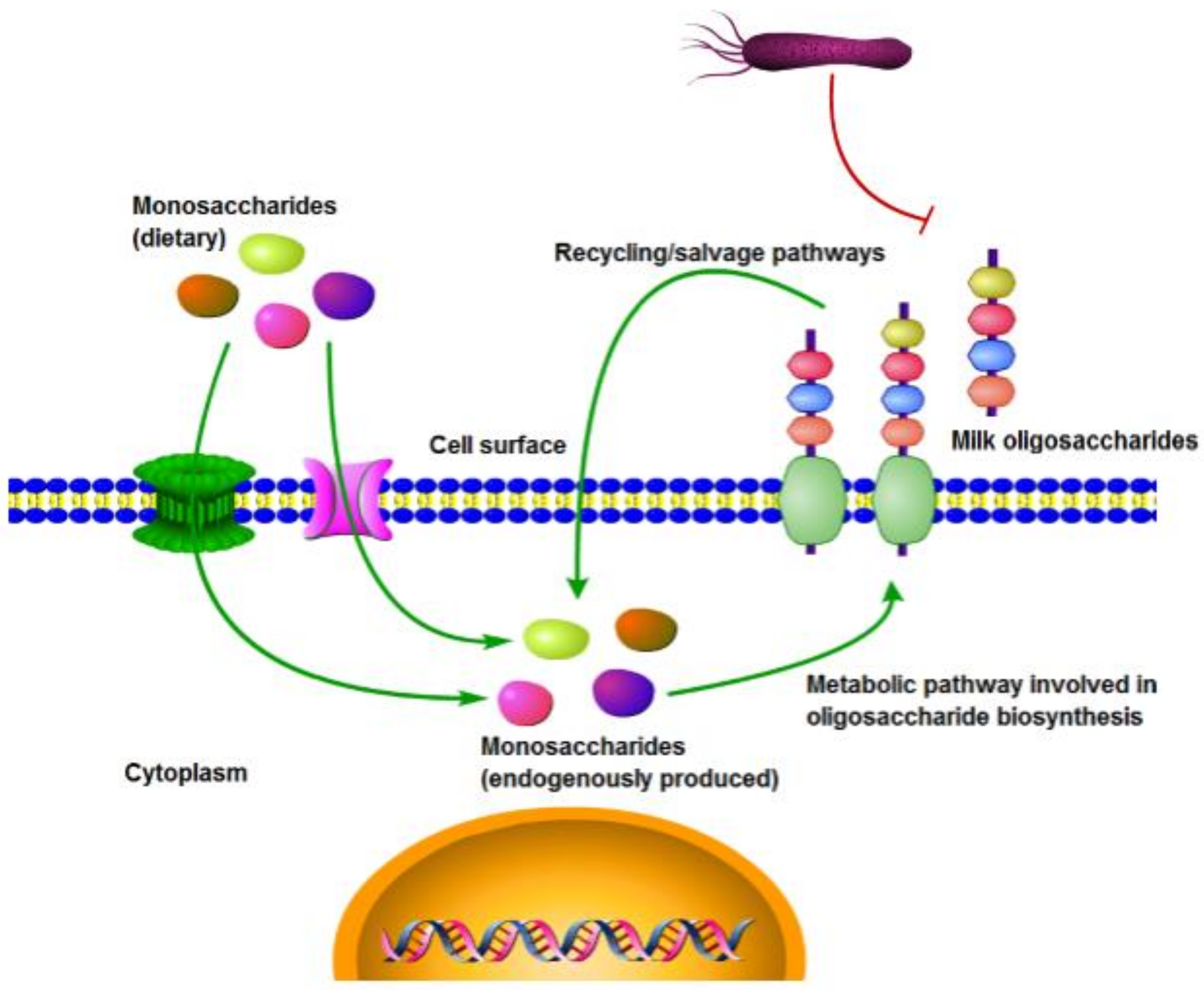 Biomolecules 08 00110 g002