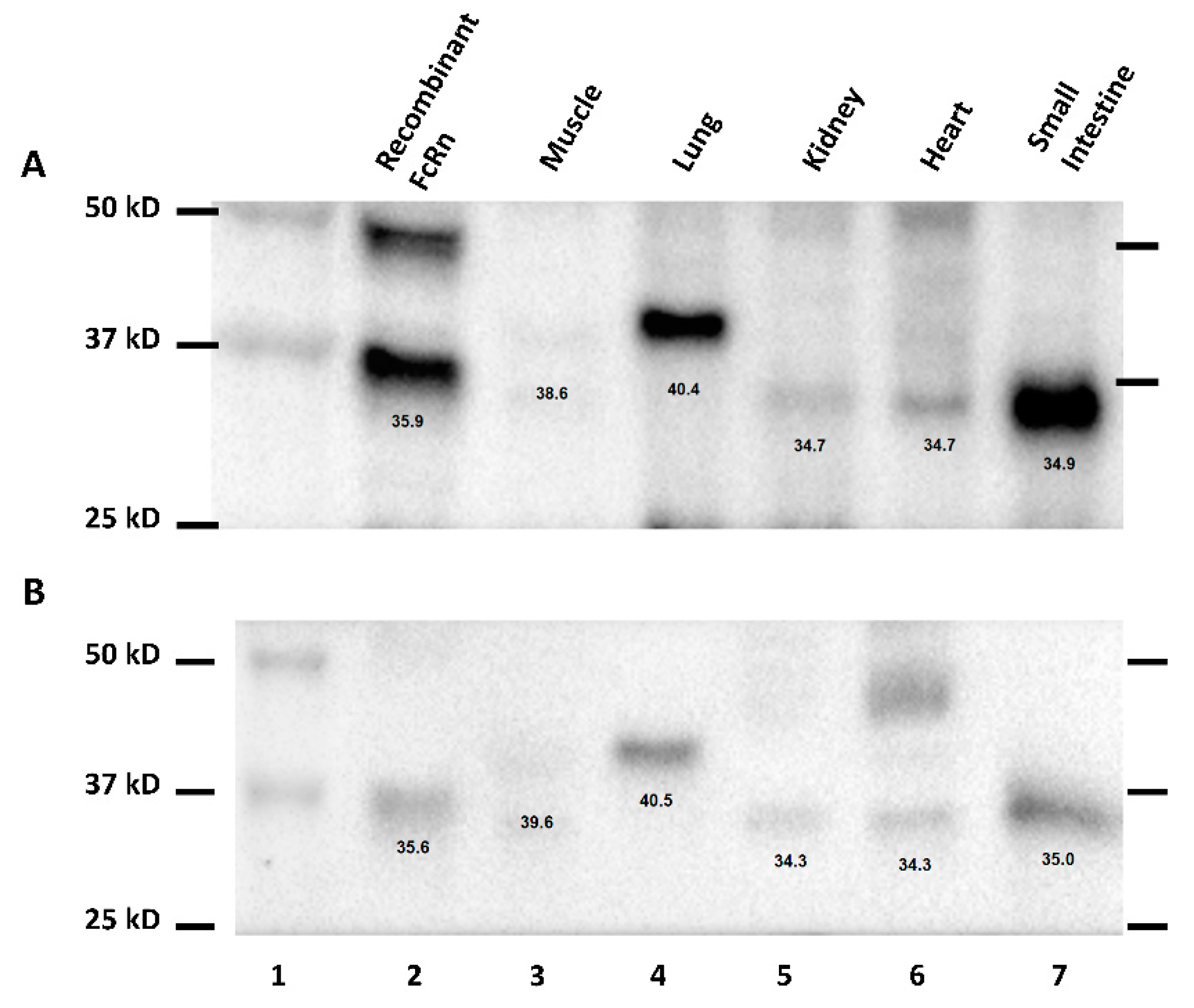 Biomolecules 08 00115 g002