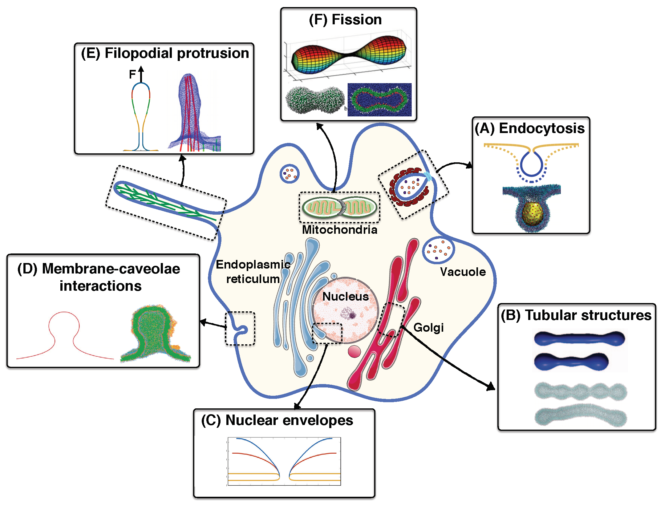 Biomolecules 08 00120 g001