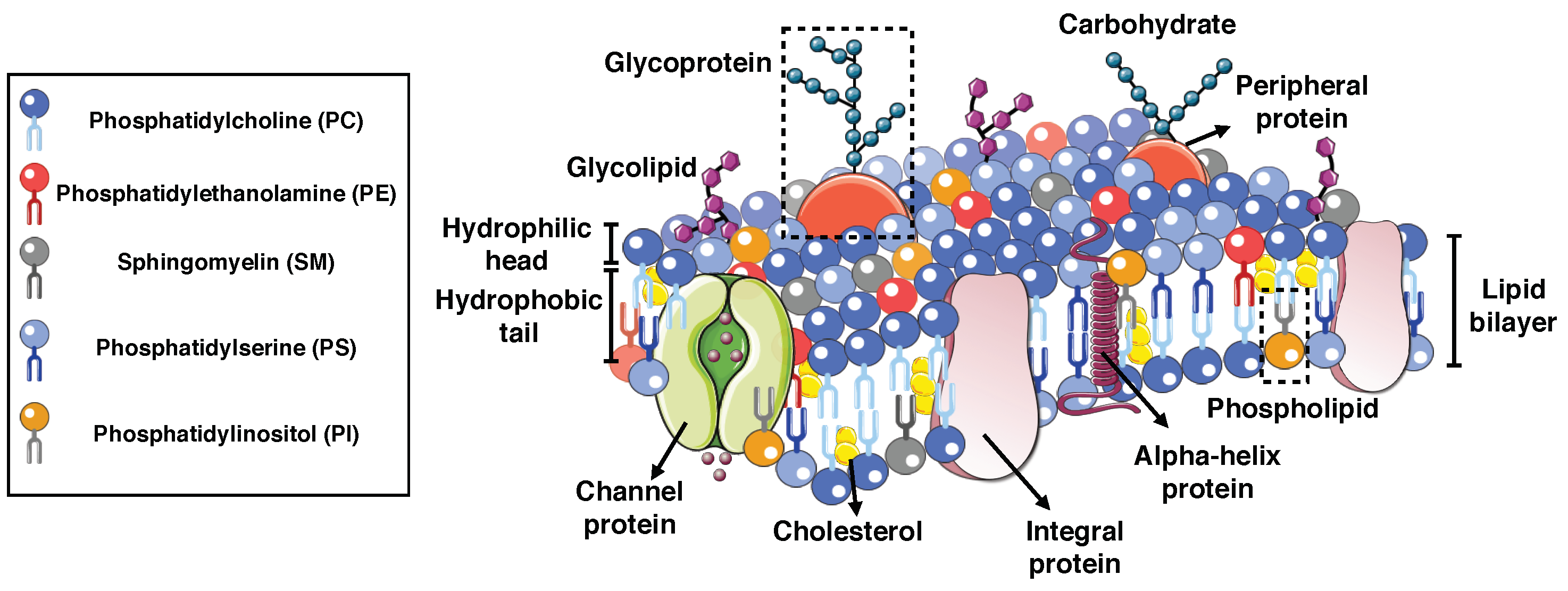 Biomolecules 08 00120 g002