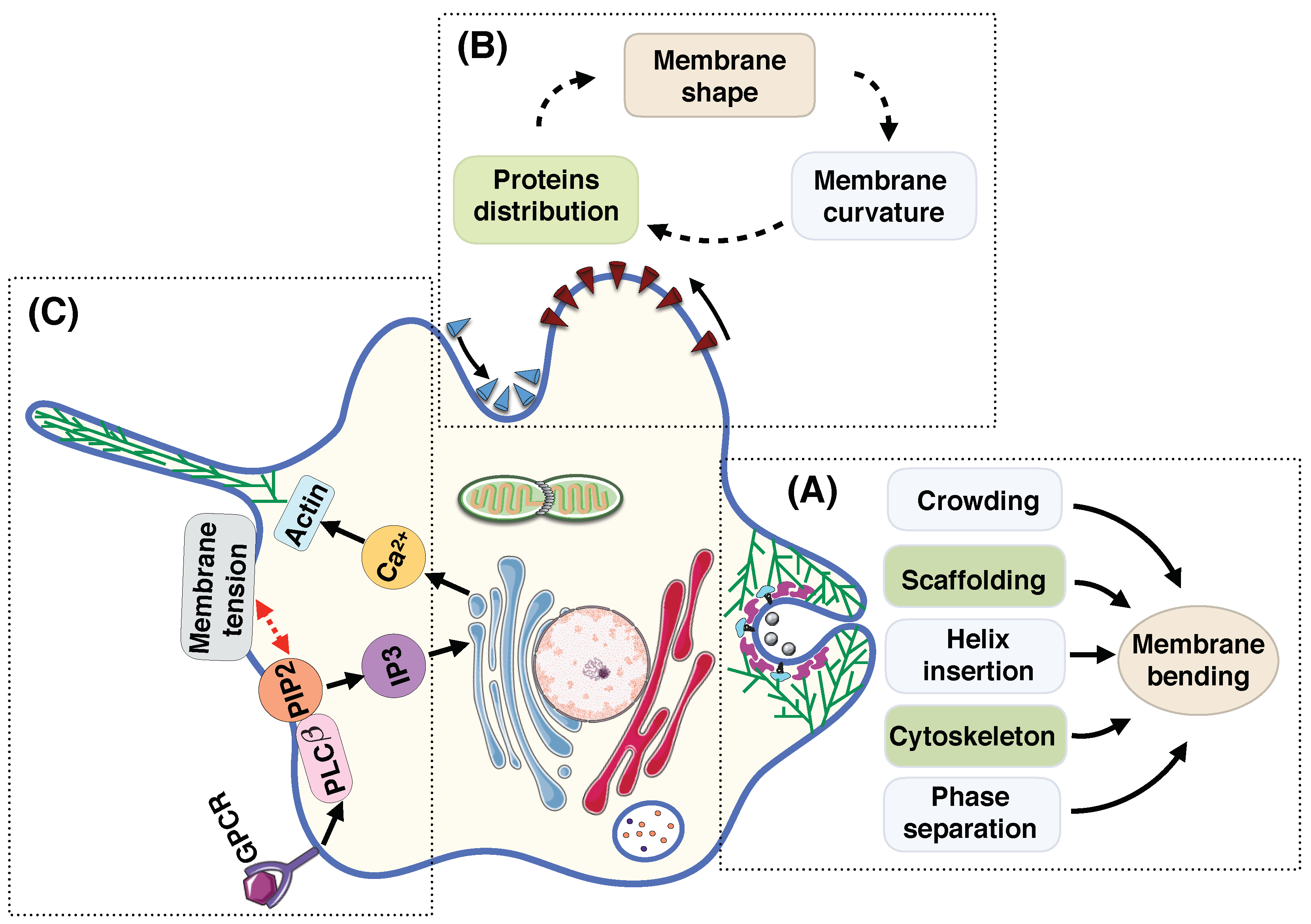 Biomolecules 08 00120 g005
