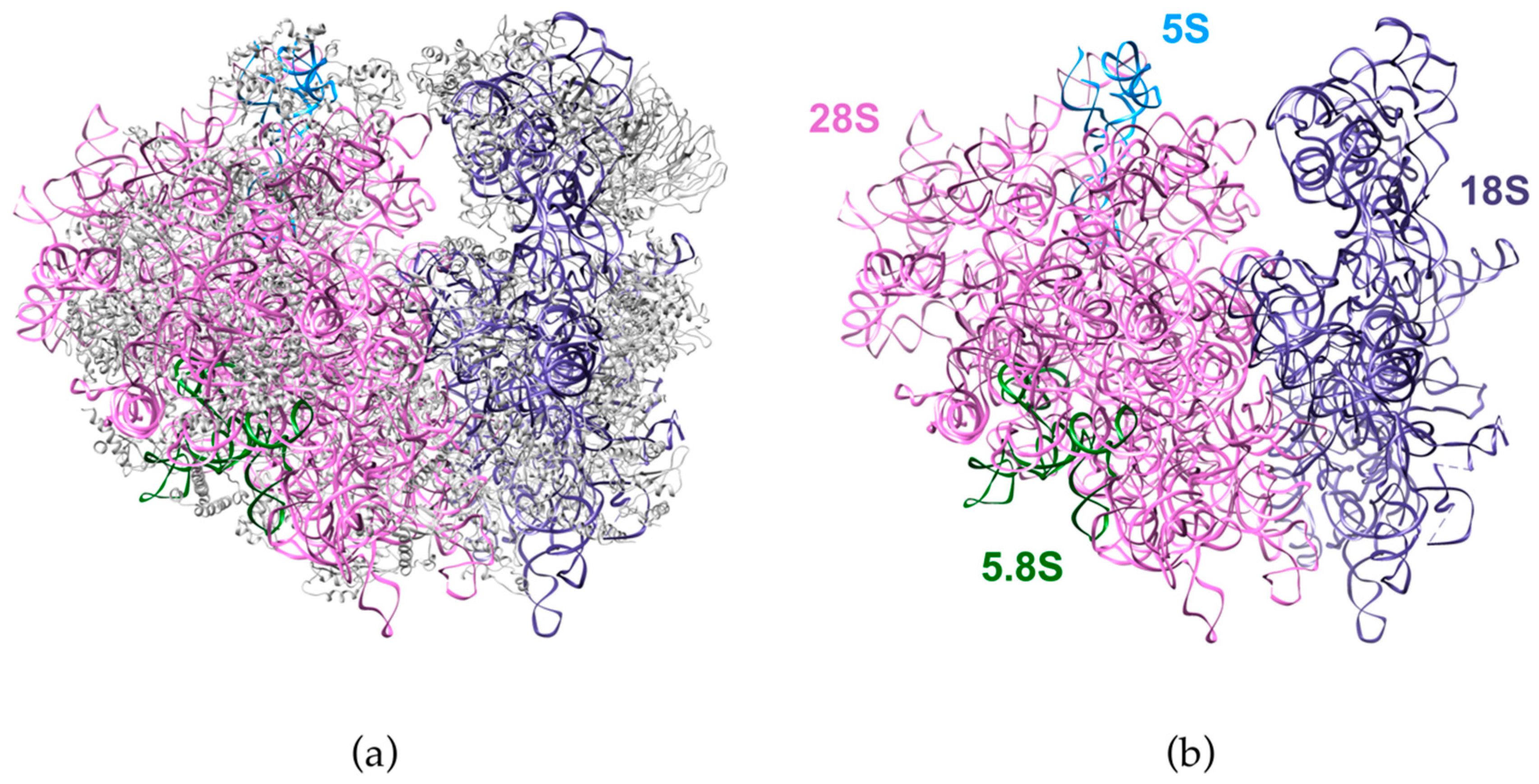 Biomolecules Free Full Text Pre Ribosomal Rna Processing In