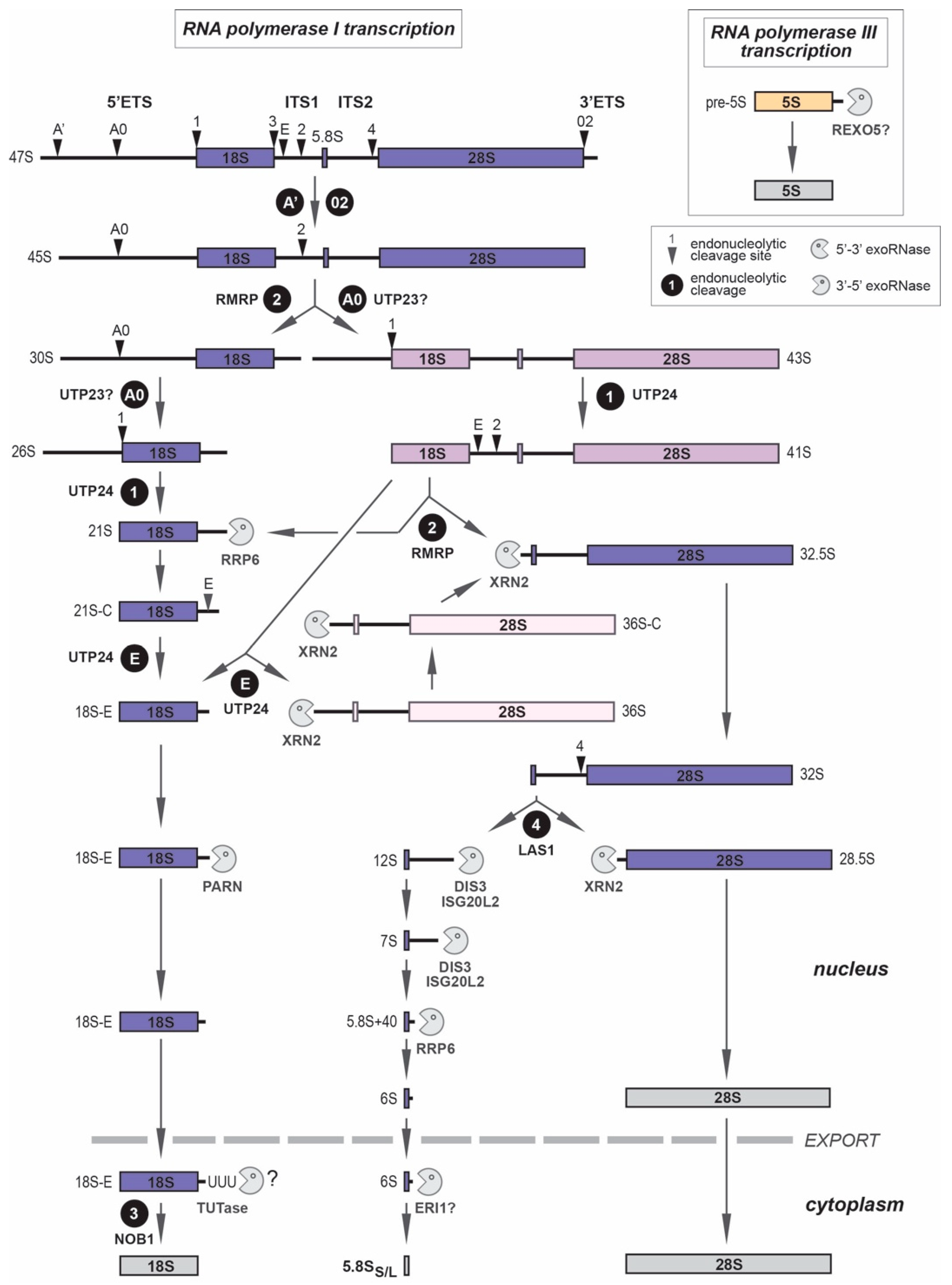 Biomolecules Free Full Text Pre Ribosomal Rna Processing In Human Cells From Mechanisms To Congenital Diseases