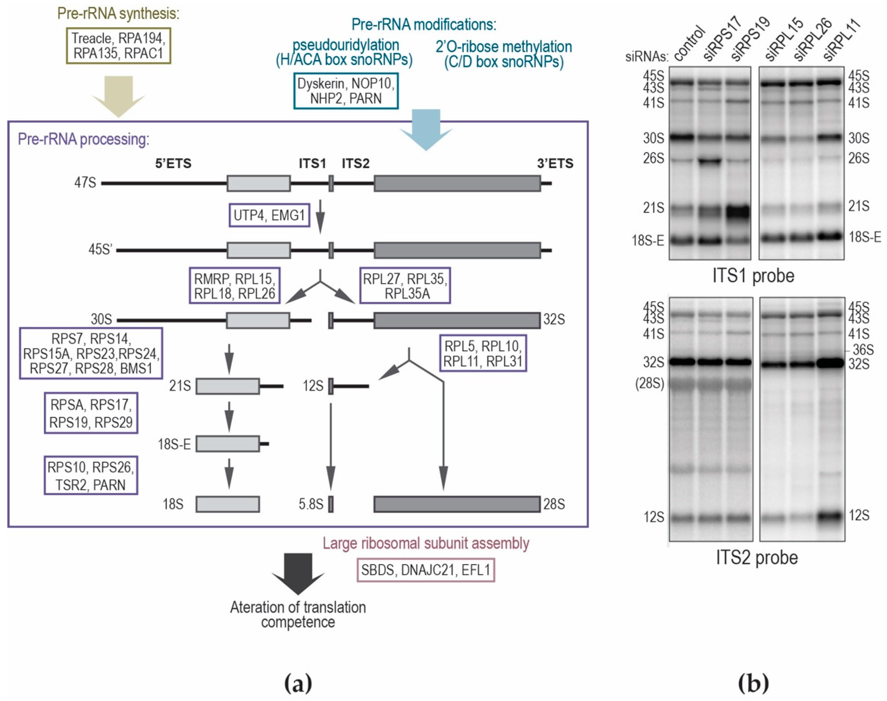 Biomolecules 08 00123 g004