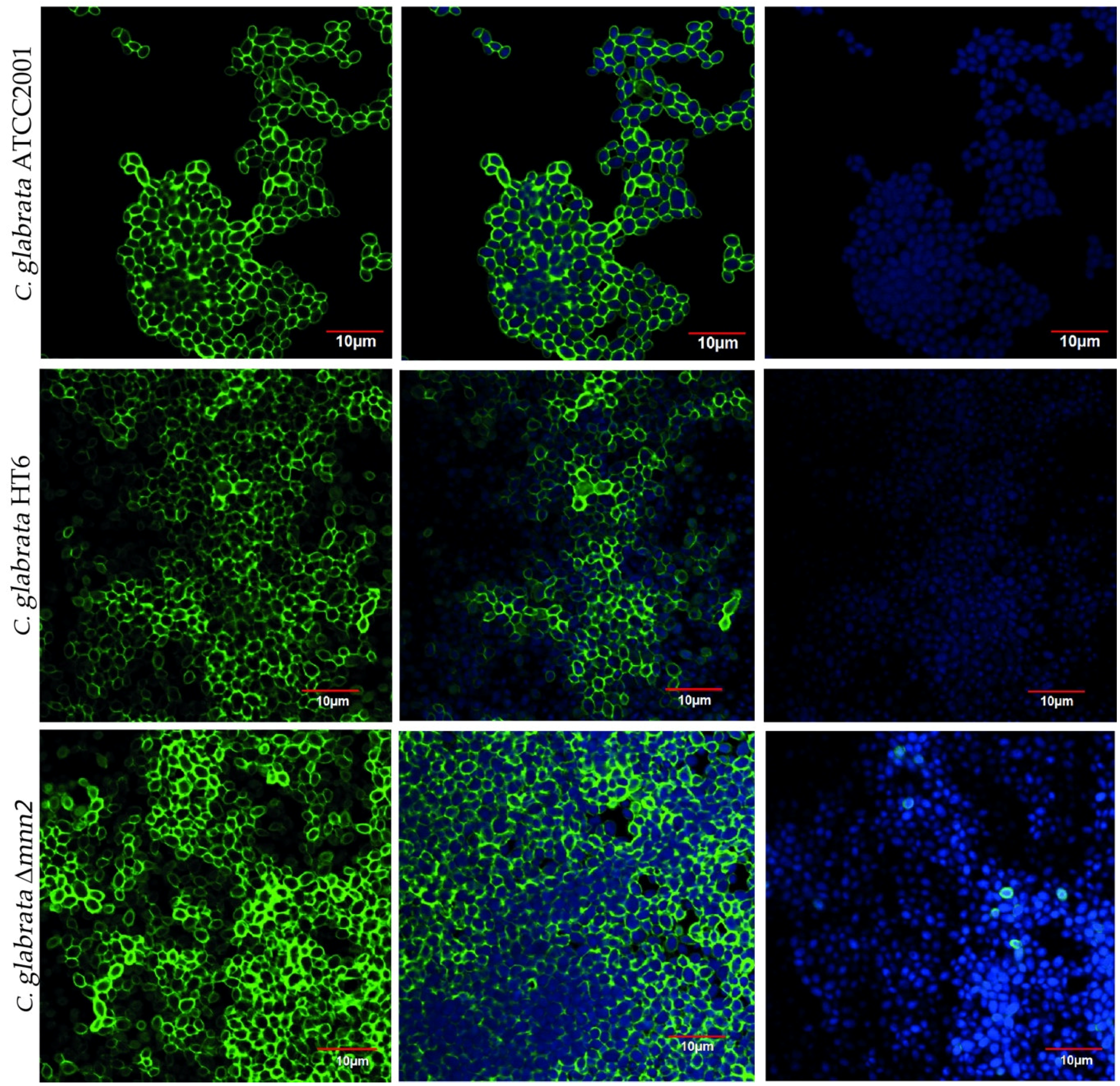 Biomolecules 08 00130 g001 Biomolecules 08 00130 g001