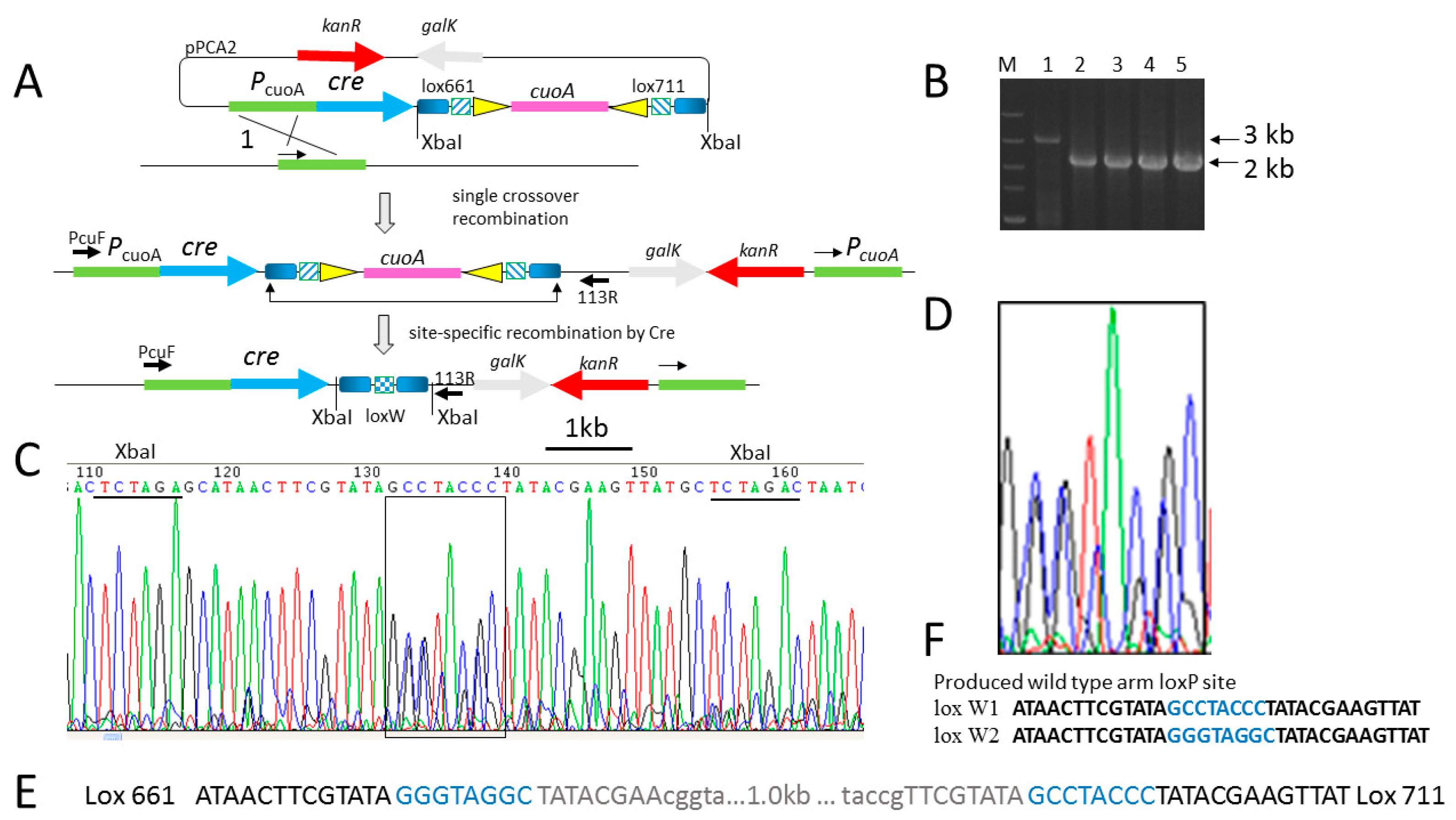 biomolecules free full text genome editing in model strain cre lox system