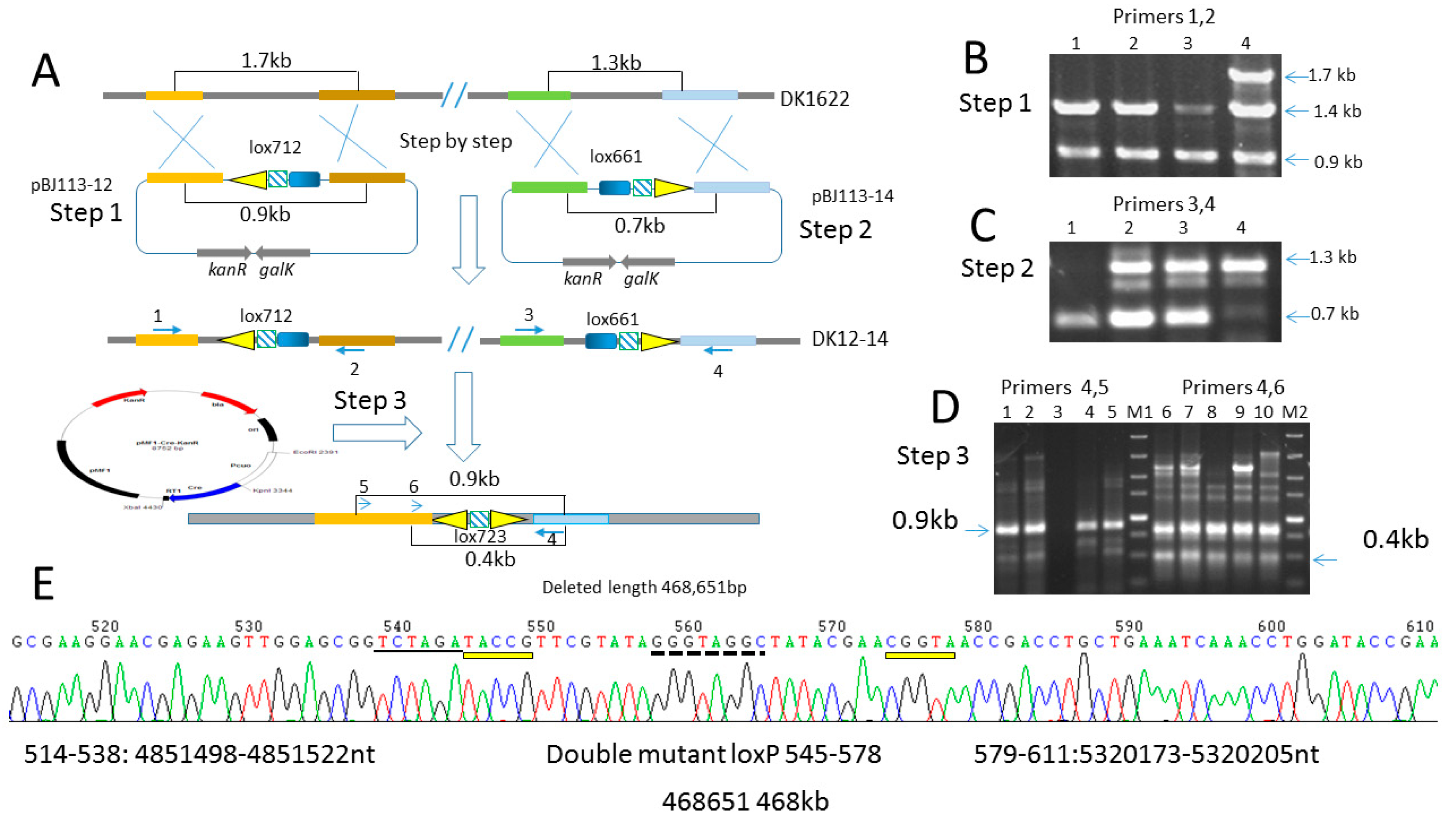 Biomolecules 08 00137 g006 Biomolecules 08 00137 g006