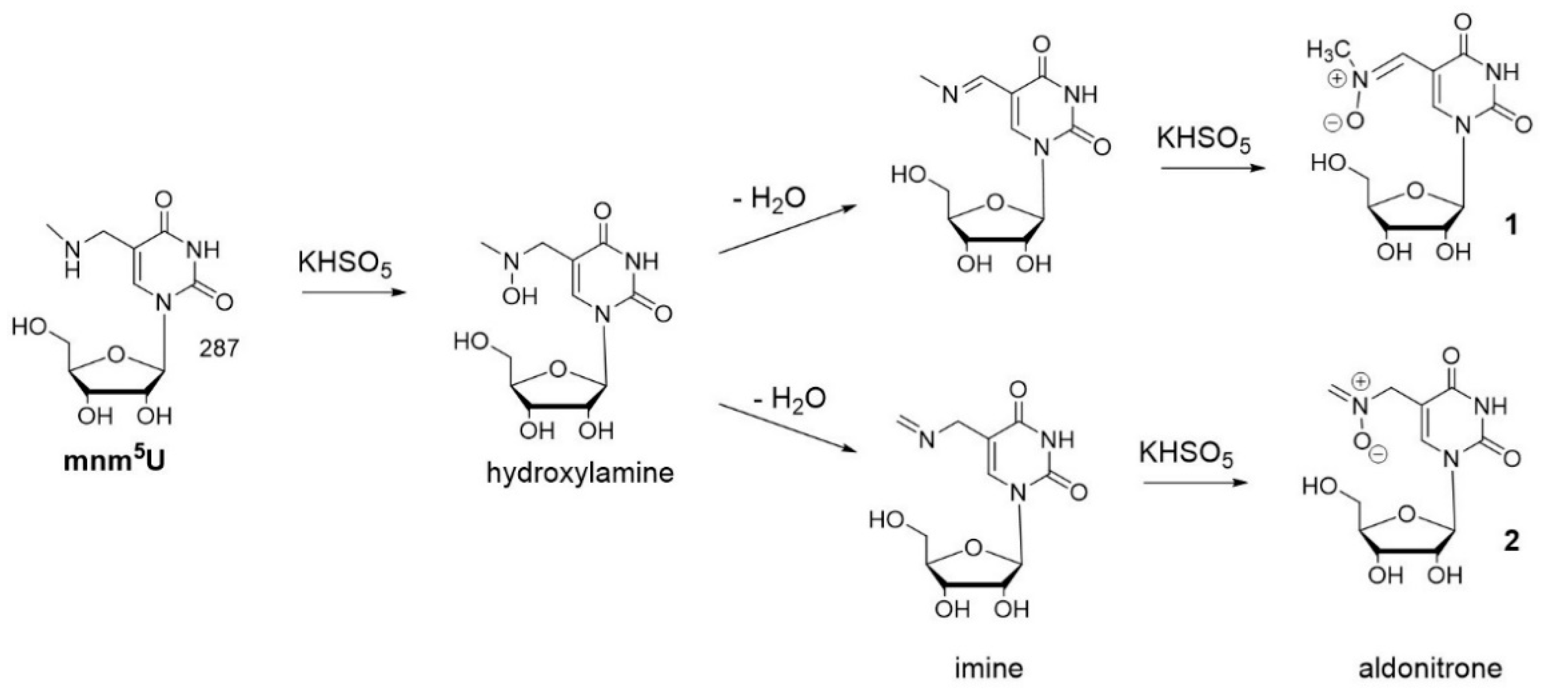 Biomolecules 08 00145 sch005 Biomolecules 08 00145 sch005