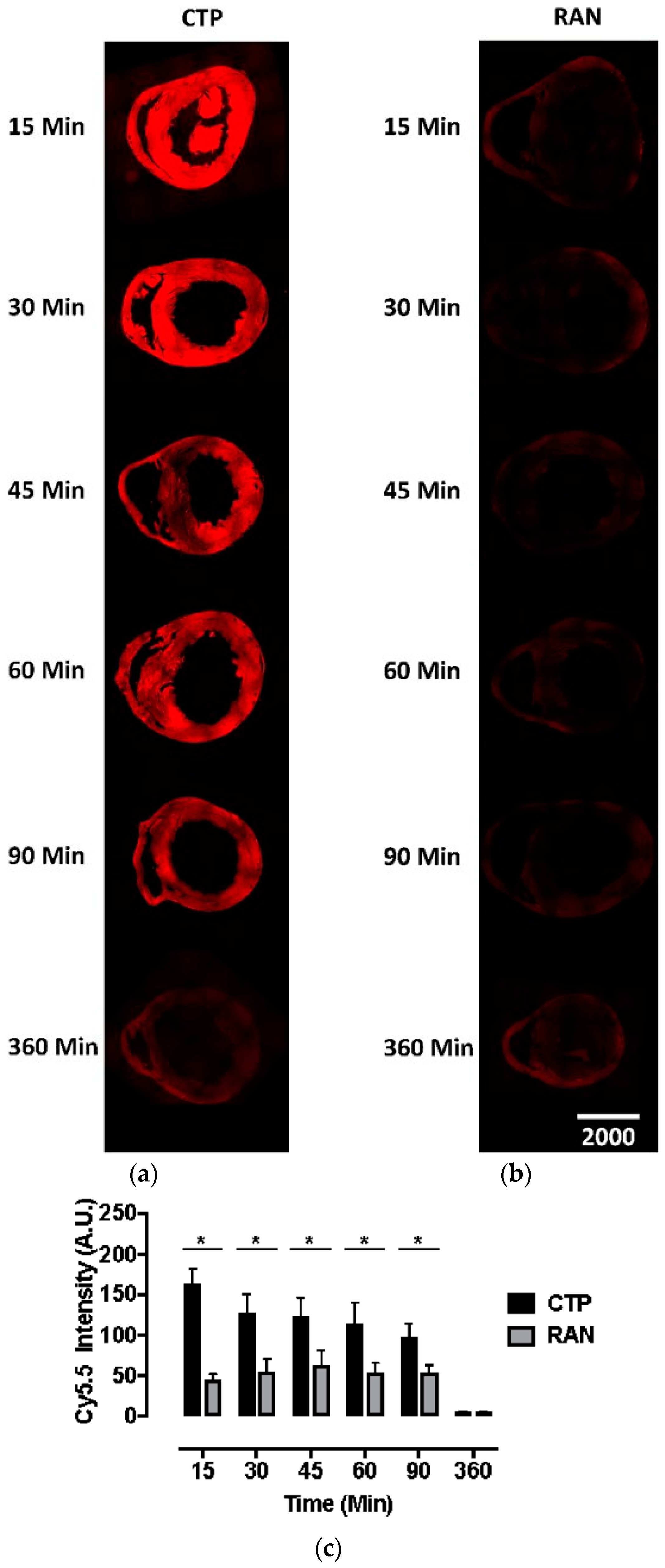 Biomolecules Free Full Text Cardiac Targeting Peptide A - 
