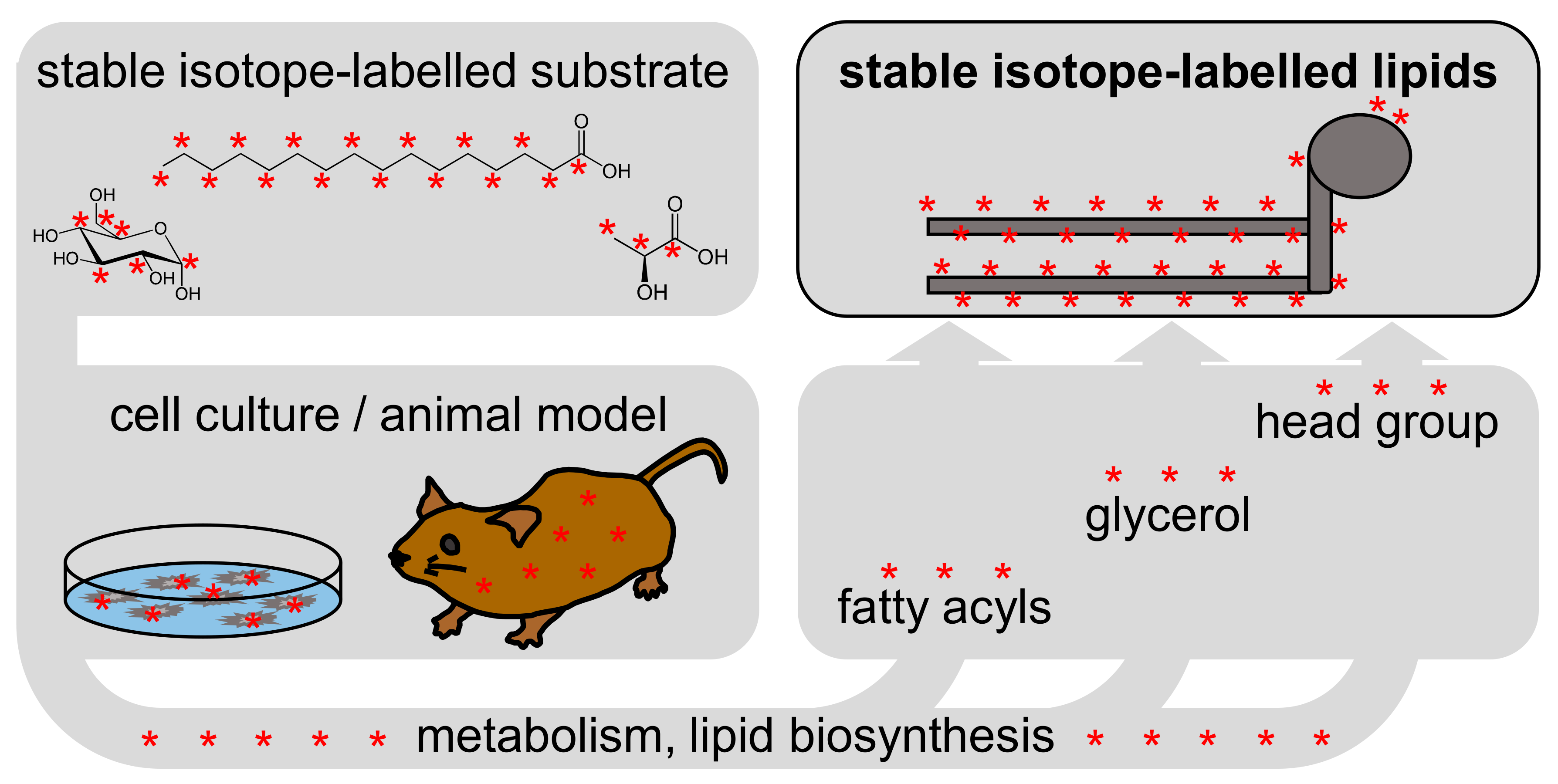 Biomolecules Free FullText Analytical Considerations of Stable