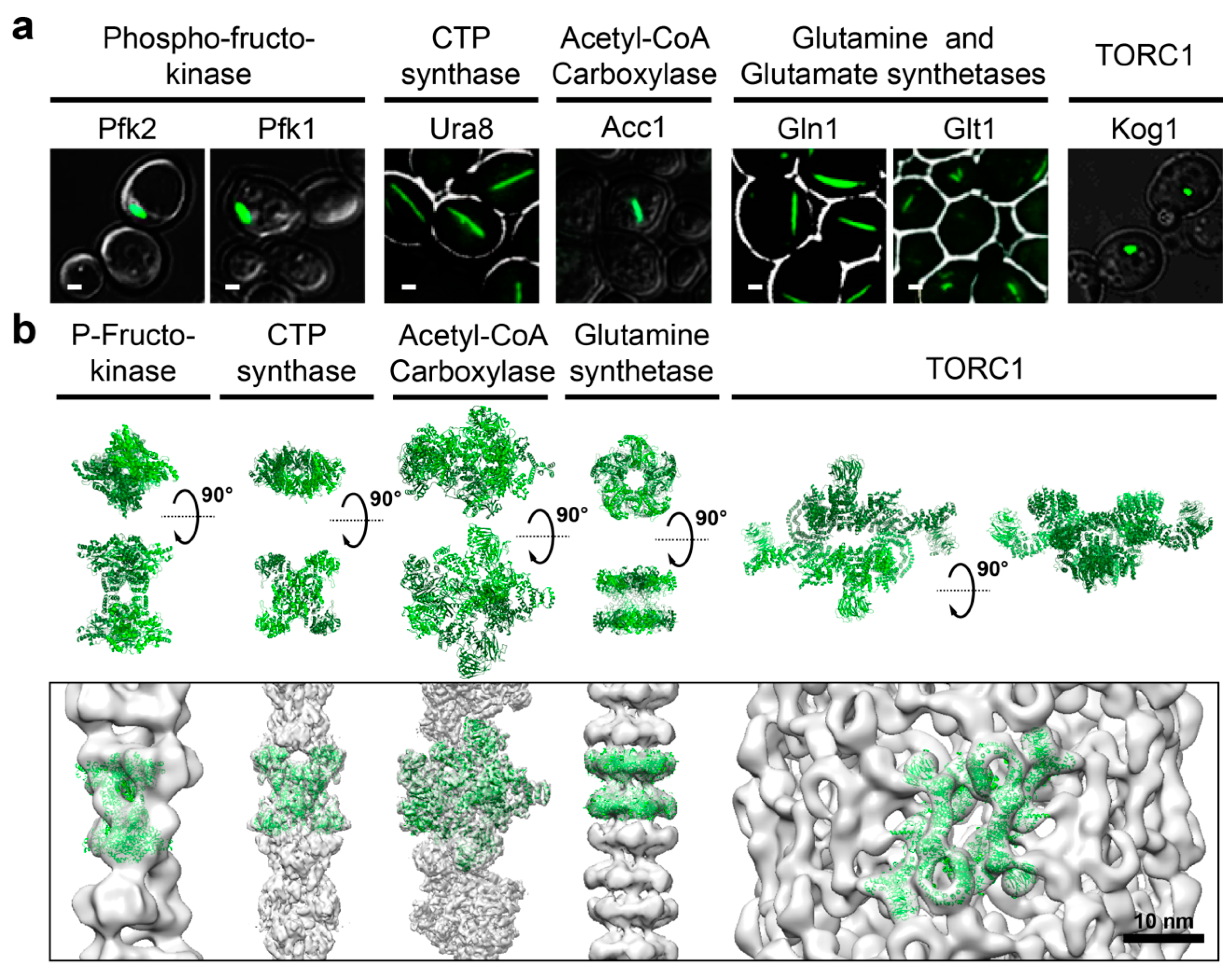 Biomolecules 08 00160 g002