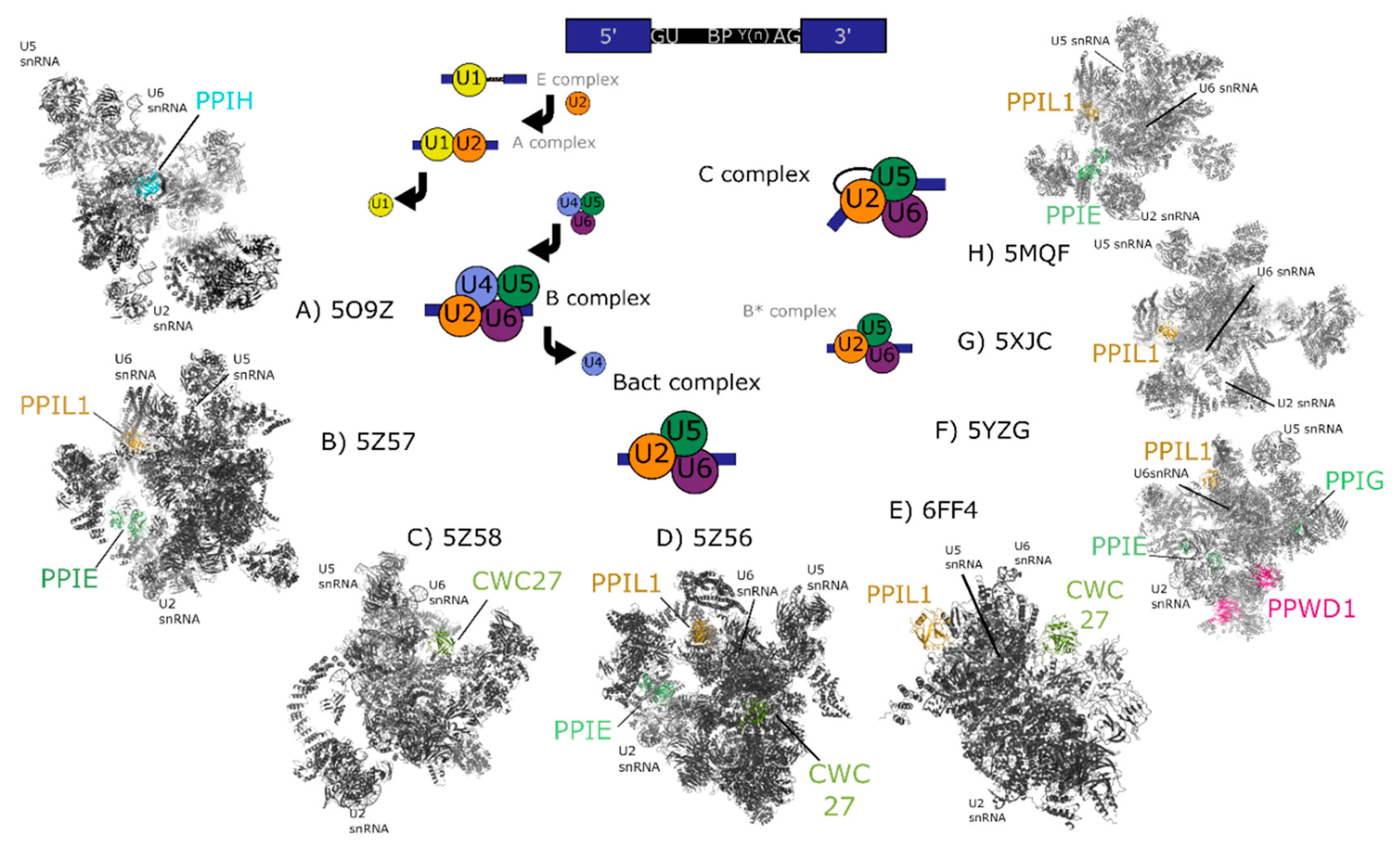 Biomolecules 08 00161 g003