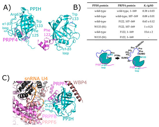 protein MASTER ZX NUTRITION PROTEINA WHEY ISO | - 2,3 KG - ISOLATED