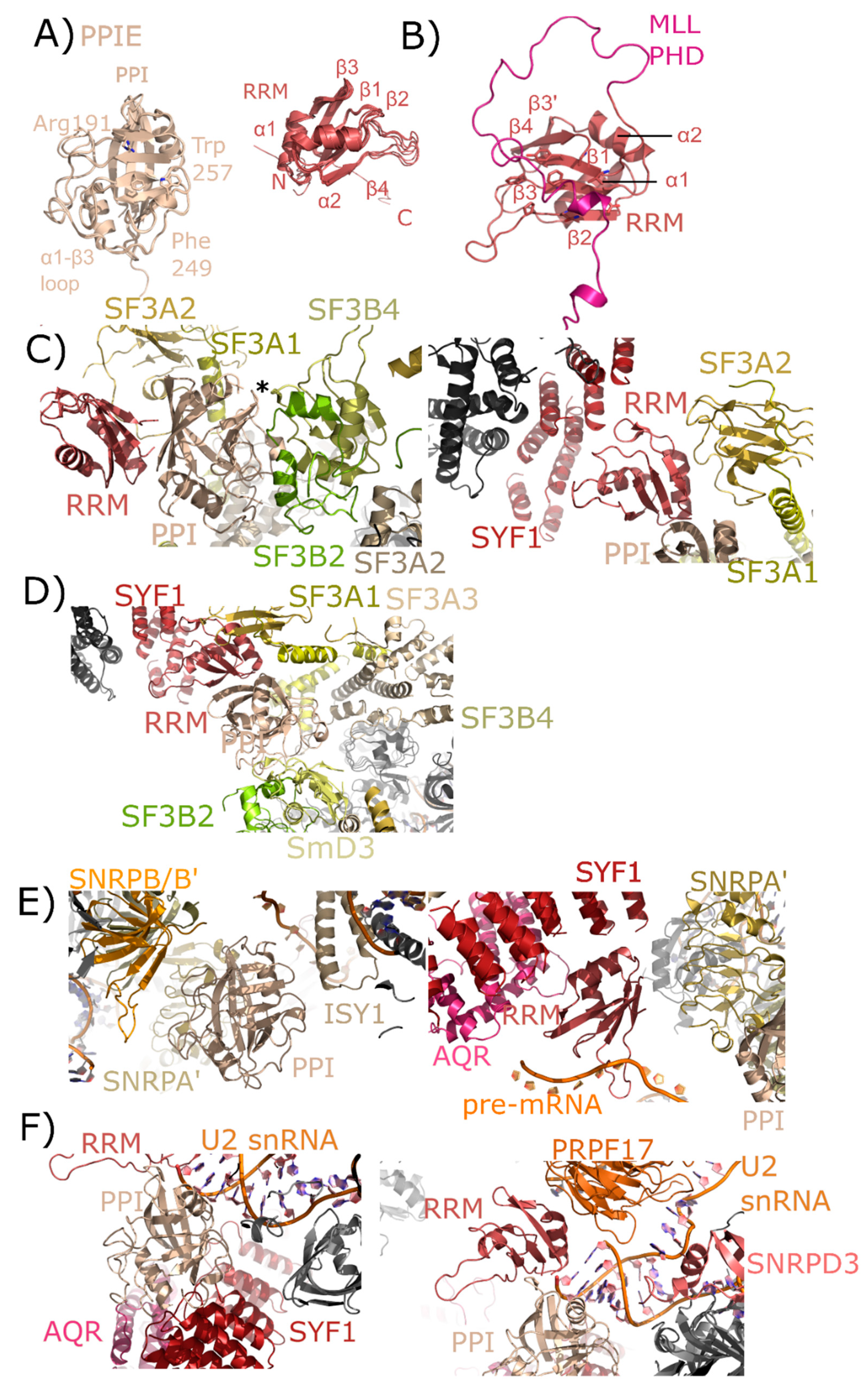 Biomolecules 08 00161 g005