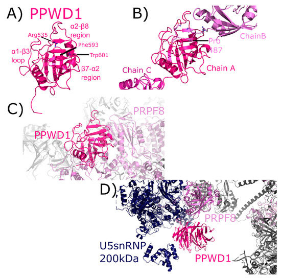 Structural and Functional Insights into Human Nuclear