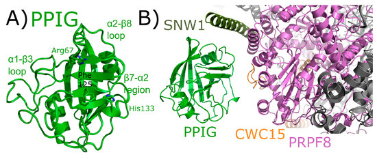 Structural and Functional Insights into Human Nuclear Cyclophilins