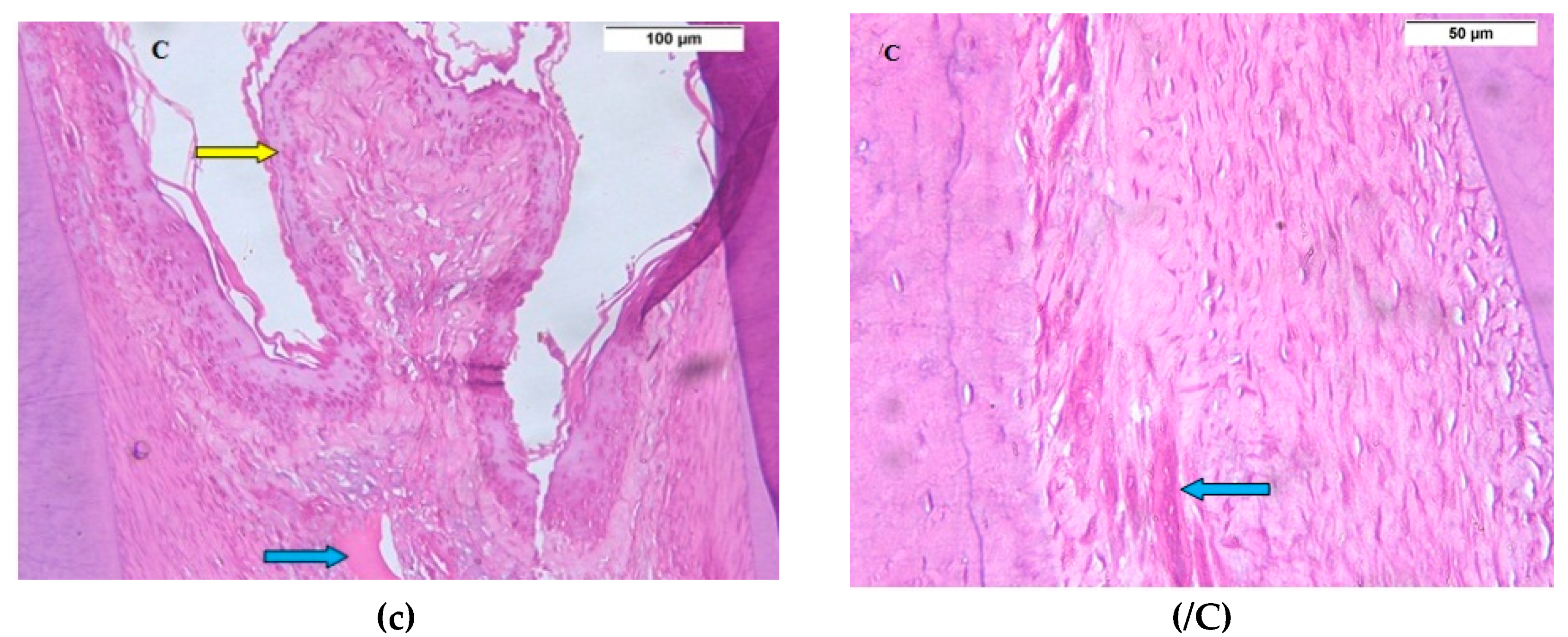 Biomolecules 08 00167 g003b Biomolecules 08 00167 g003b