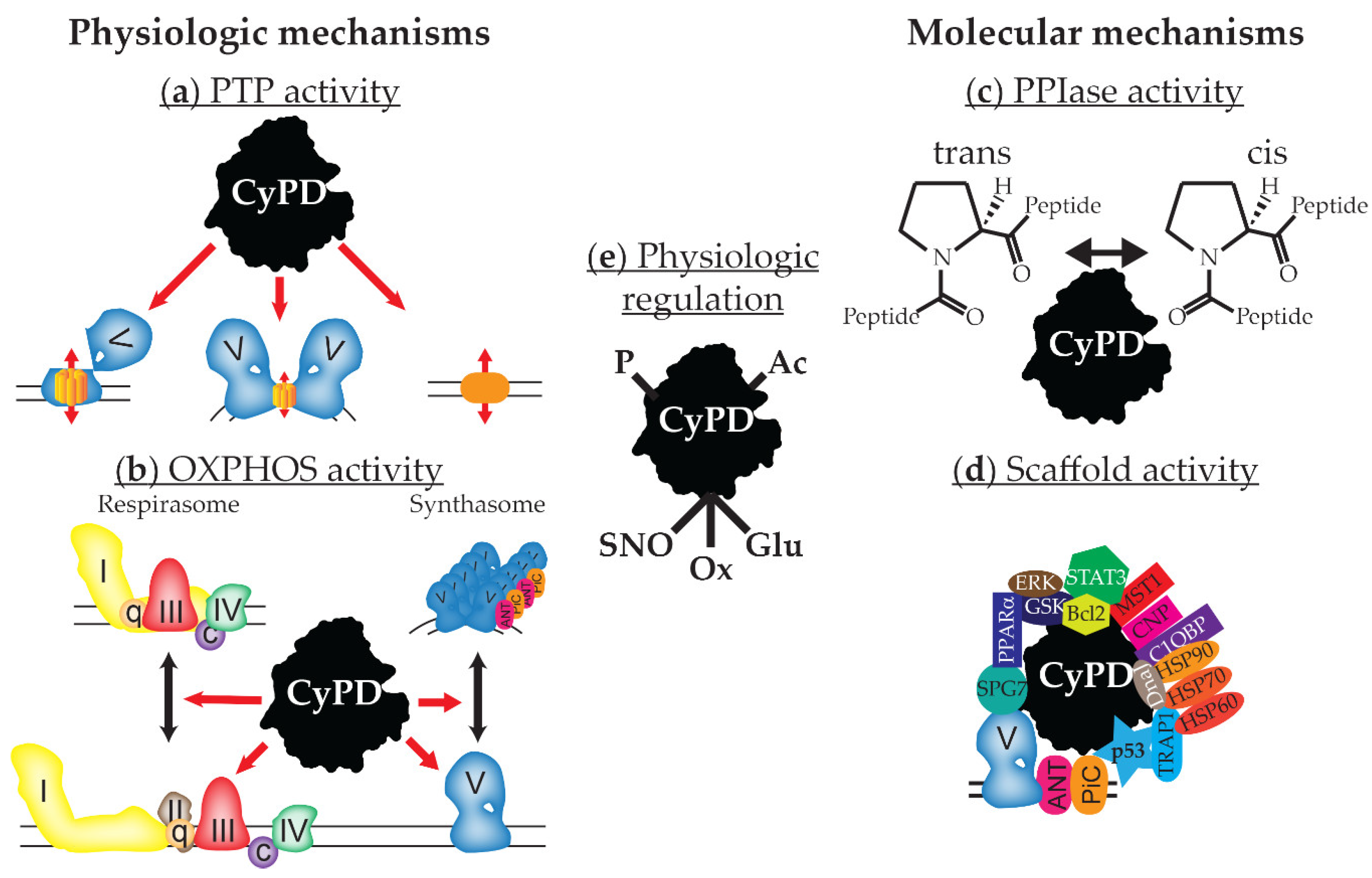 Cyclophilin