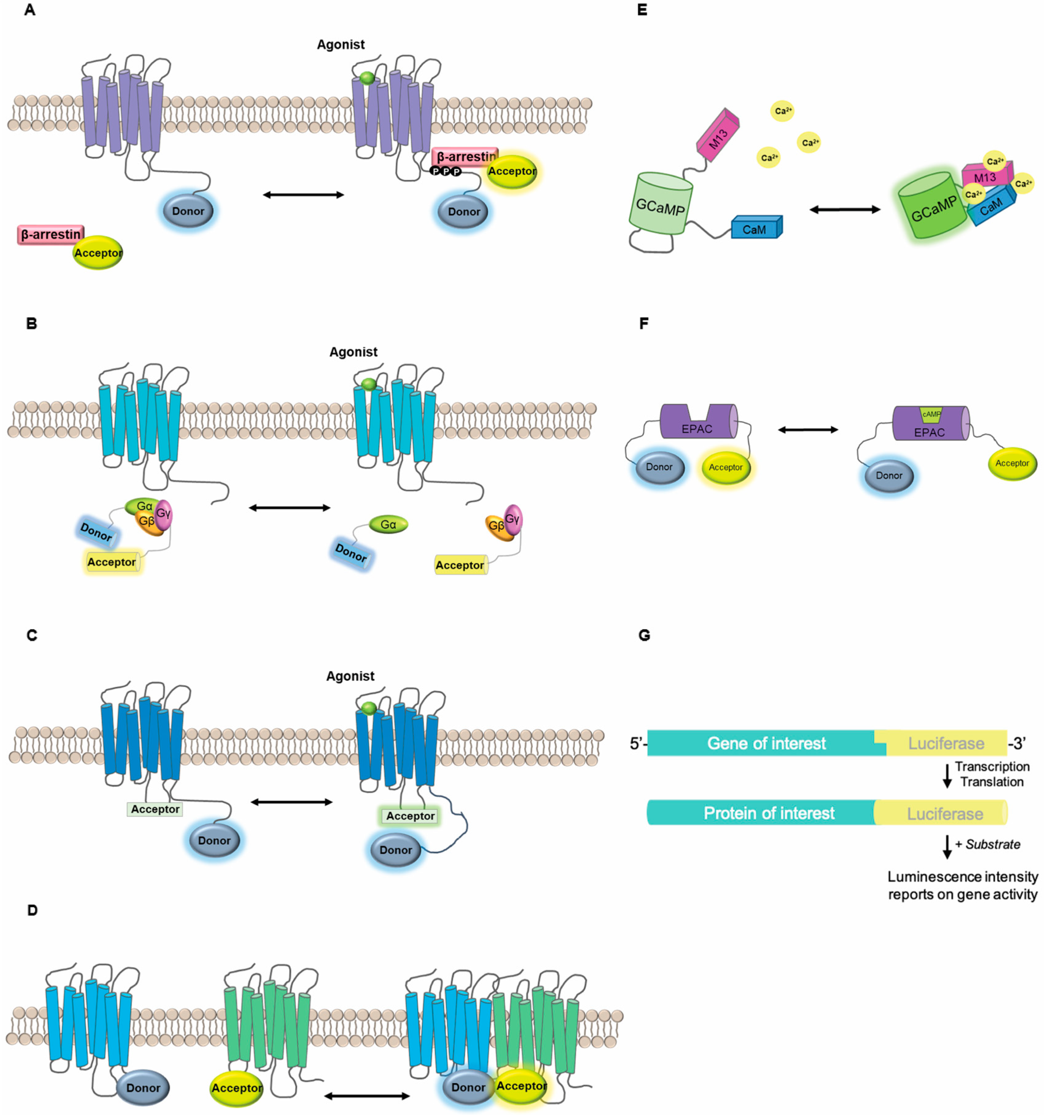 Biomolecules 08 00180 g001 Biomolecules 08 00180 g001
