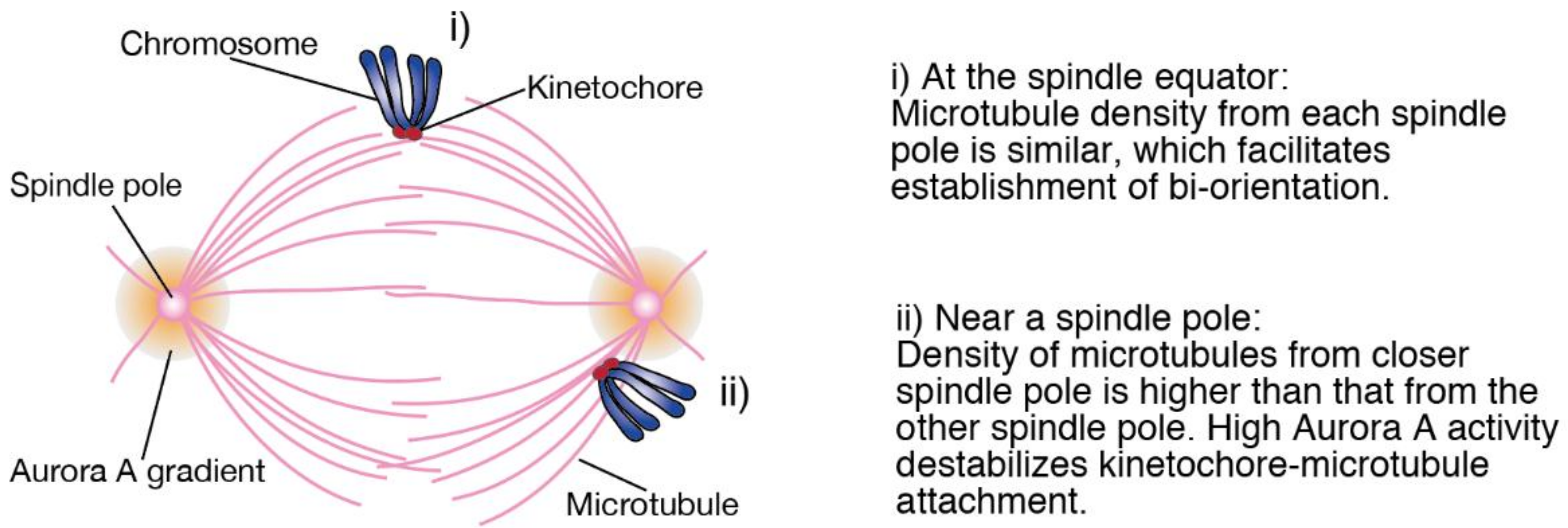 Delayed Chromosome Alignment to the Spindle Equator Increases the Rate ... Biology Diagrams