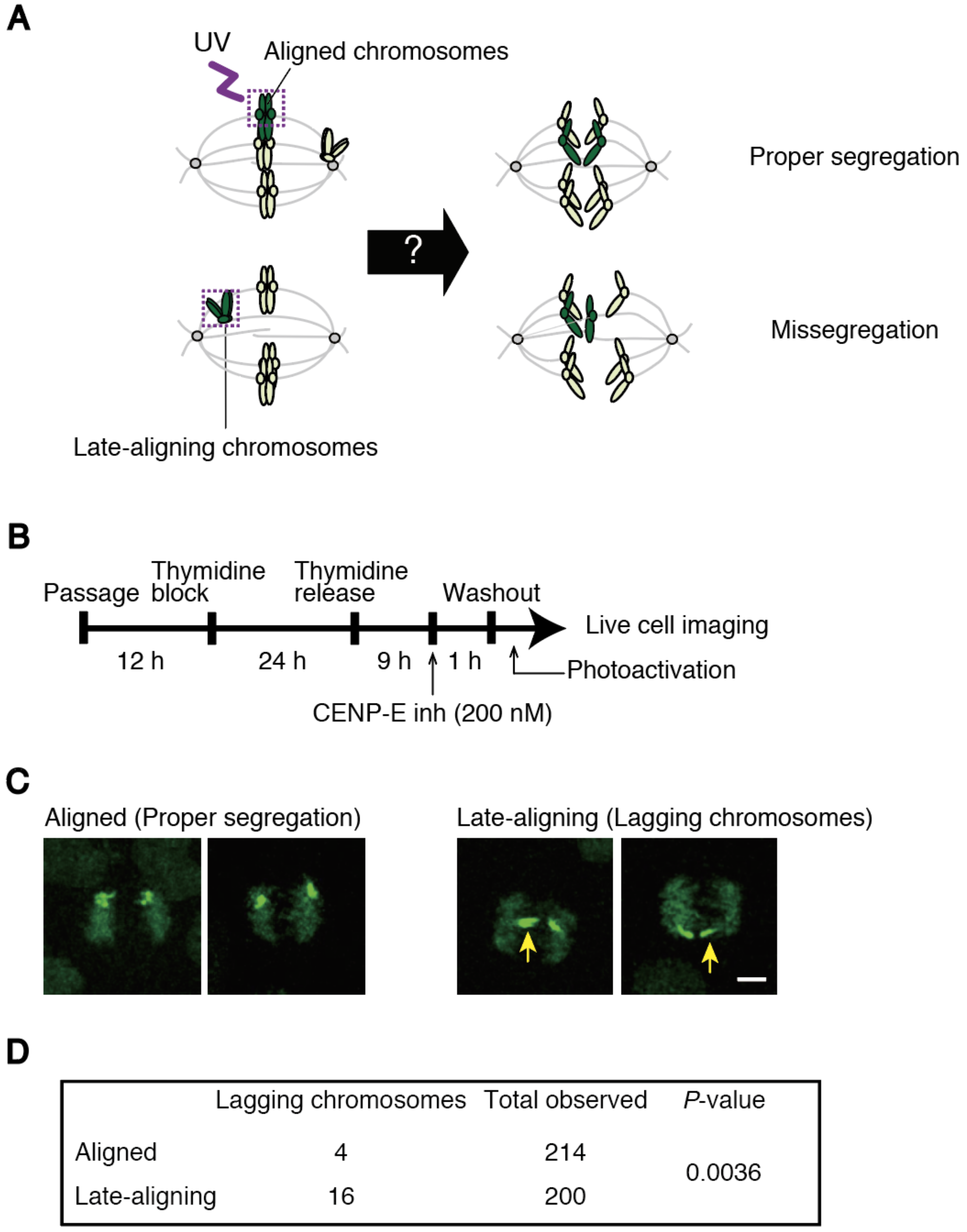 Delayed Chromosome Alignment to the Spindle Equator Increases the Rate ... Biology Diagrams